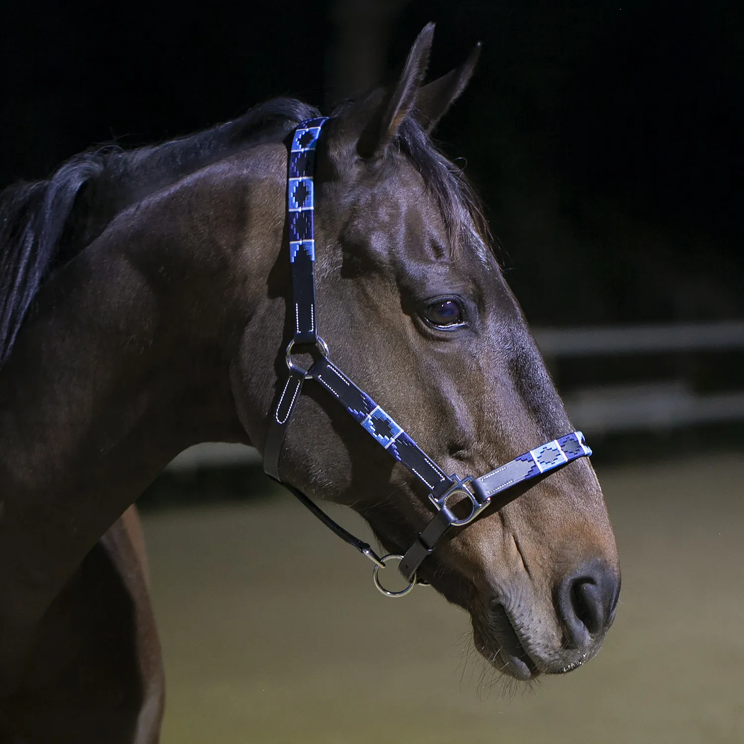 Недоуздок Polo кожаный, чёрный/голубой Первая Конная Мануфактура