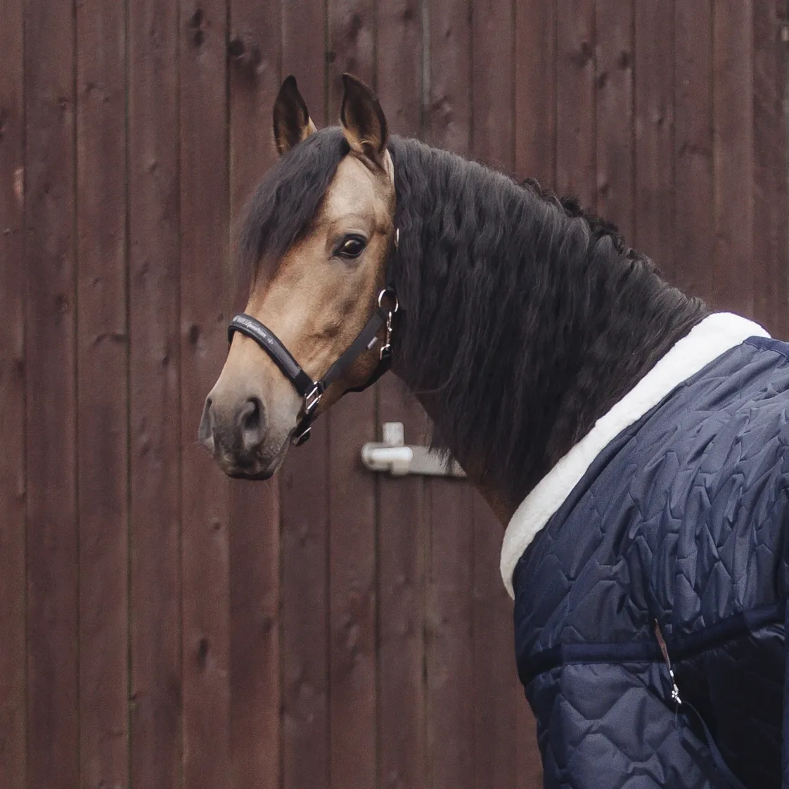 Недоуздок на неопреновых подложках MIU Equestrian Neo чёрный Первая Конная Мануфактура