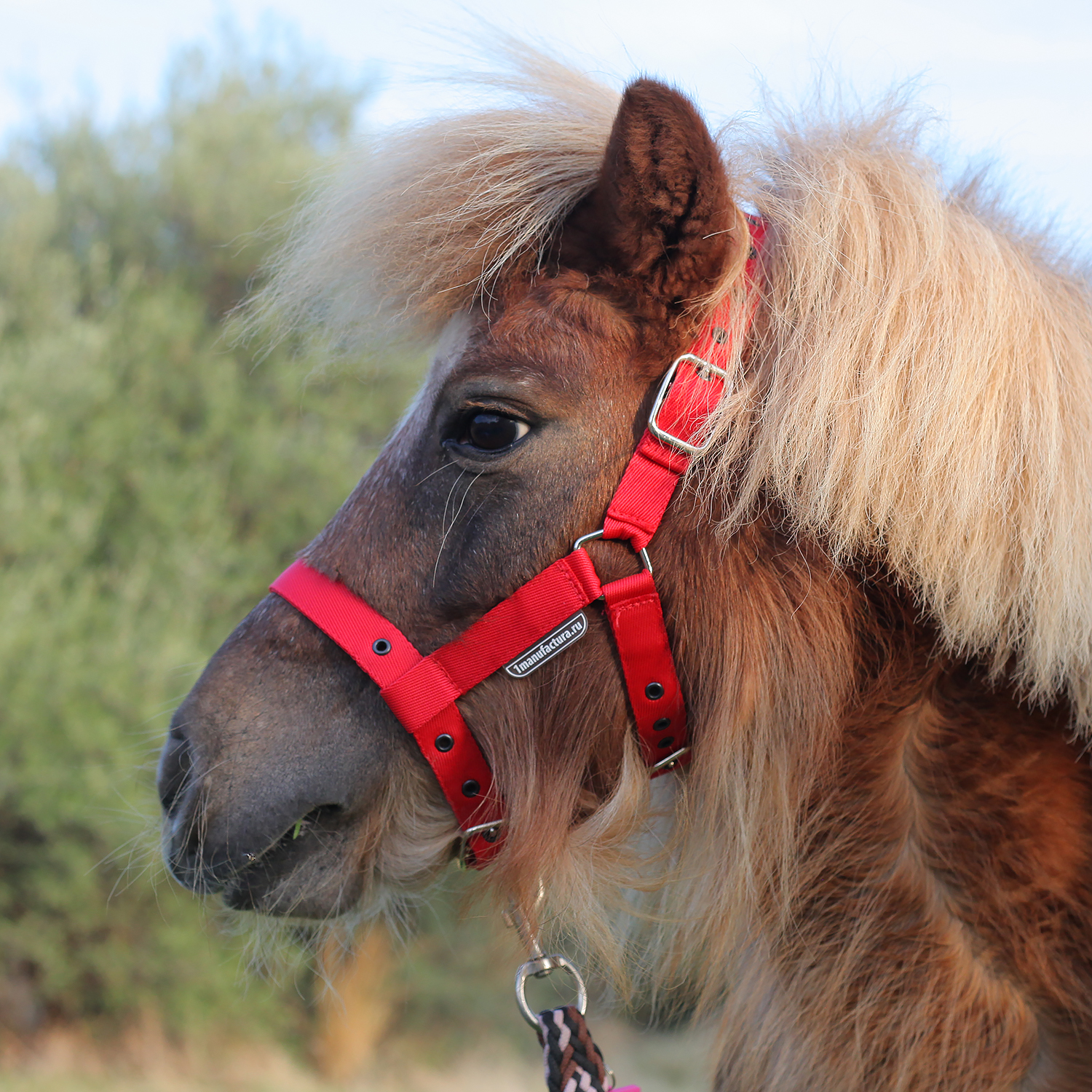 Недоуздок на пони и mini красный