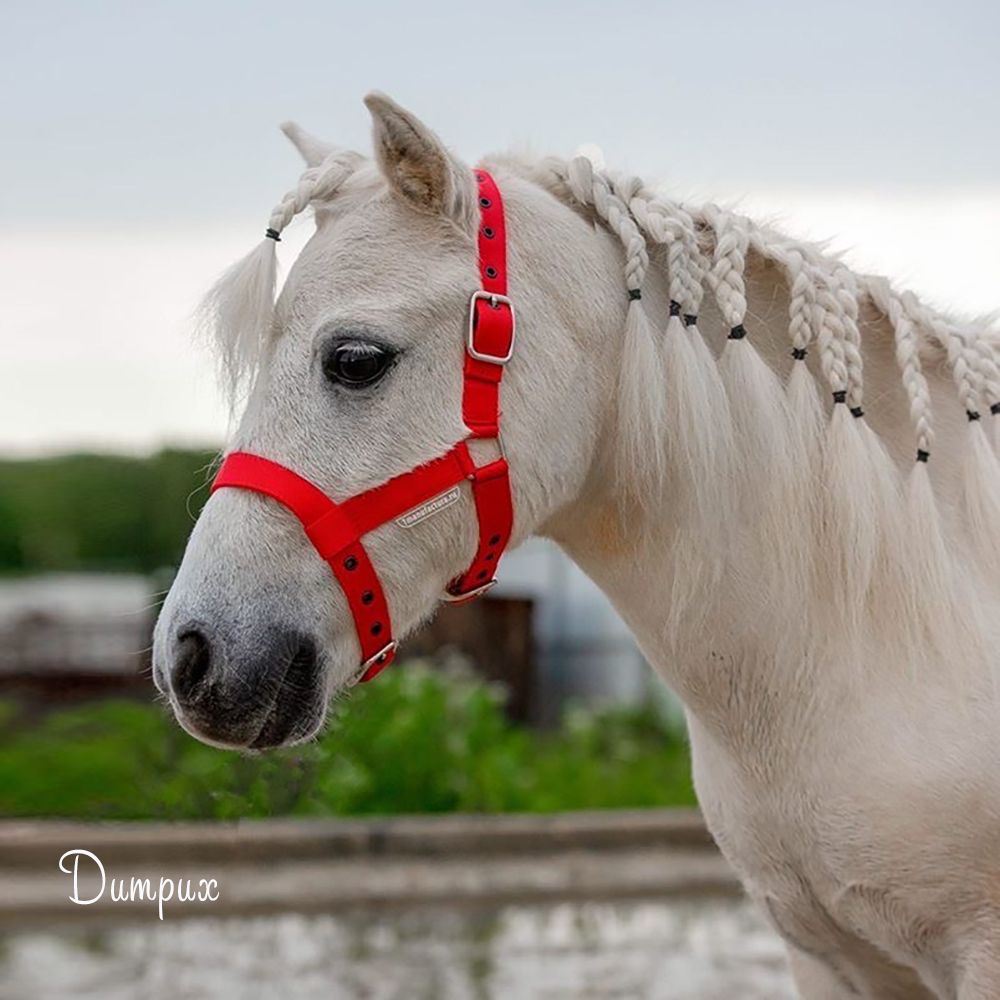 Недоуздок на пони и mini красный