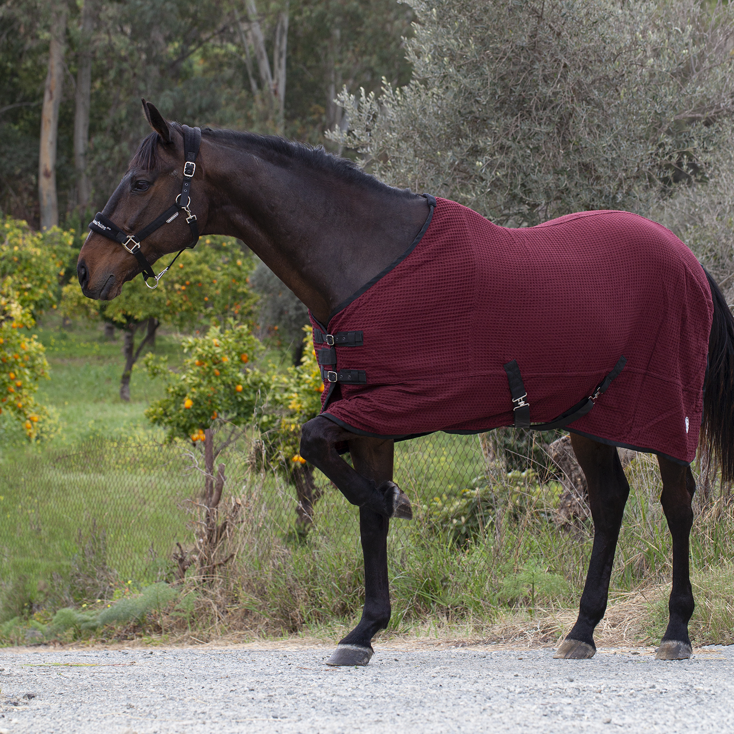 Попона вафельная MIU Equestrian Waffle Cooler бордо