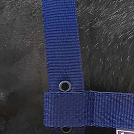 Недоуздок на пони и mini синий