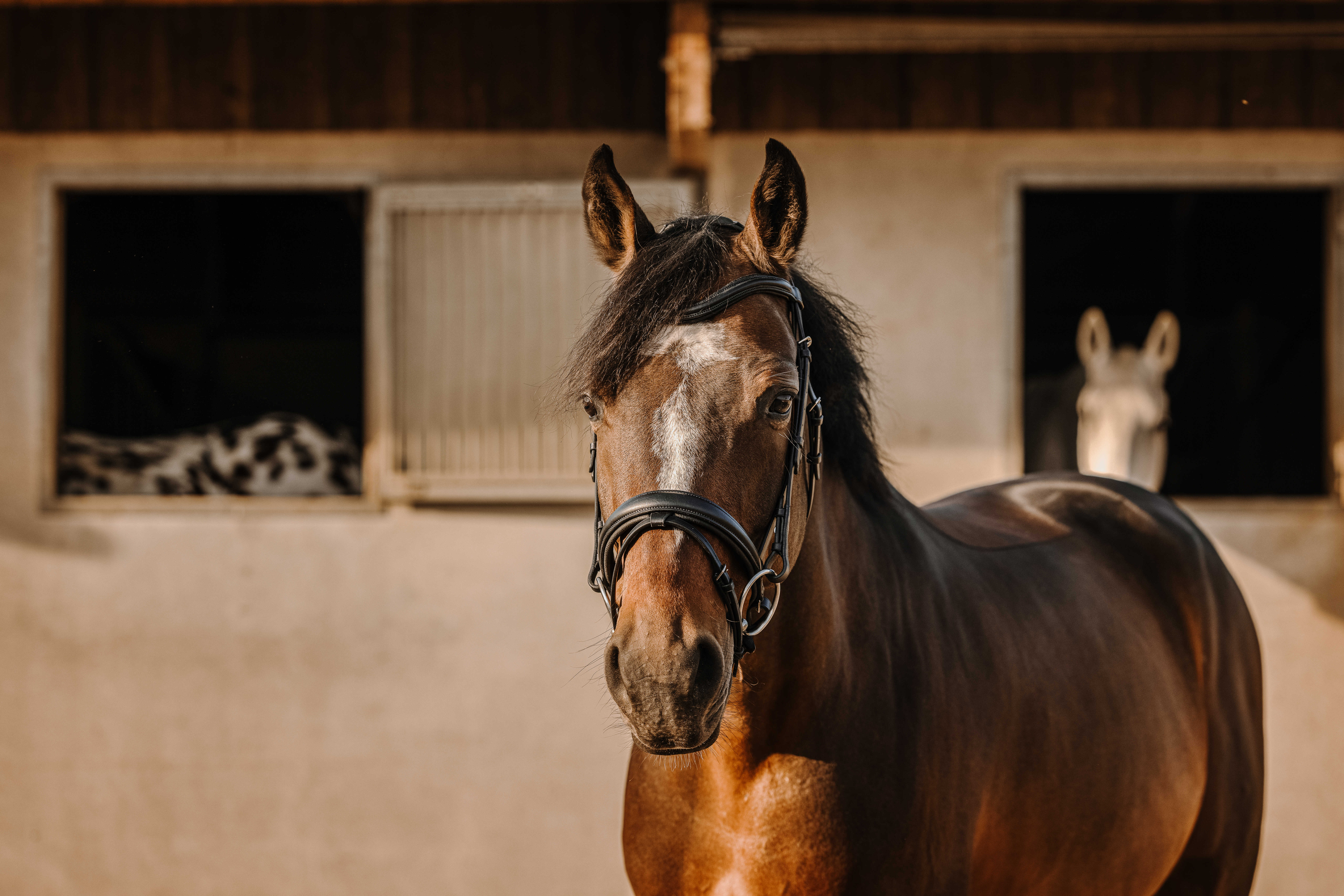 Оголовье трензельное Bat чёрный