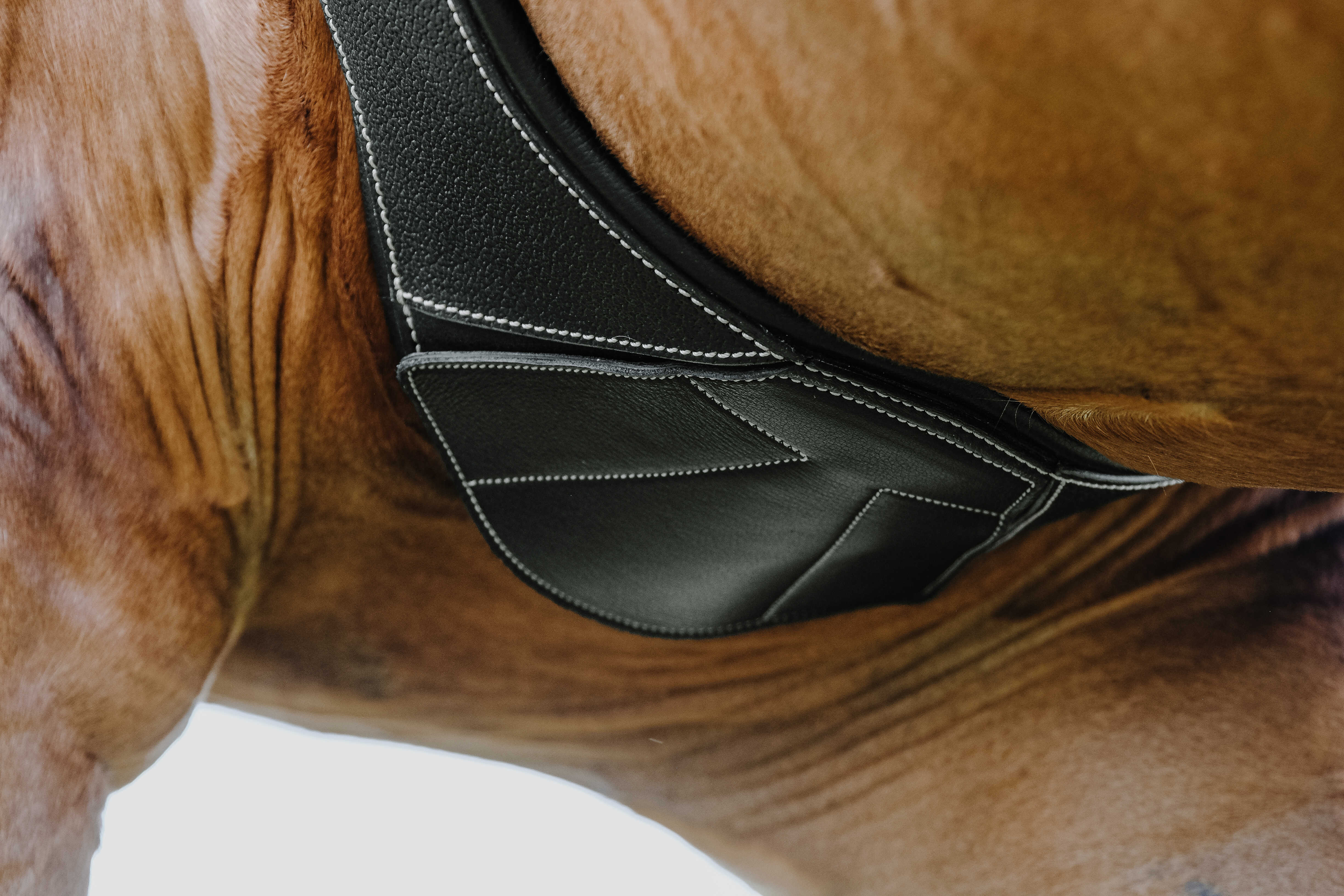 Подпруга анатомическая Magnet кожаная чёрный