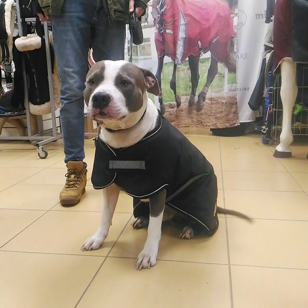 Попона для собаки Big зимняя 300 гр чёрный