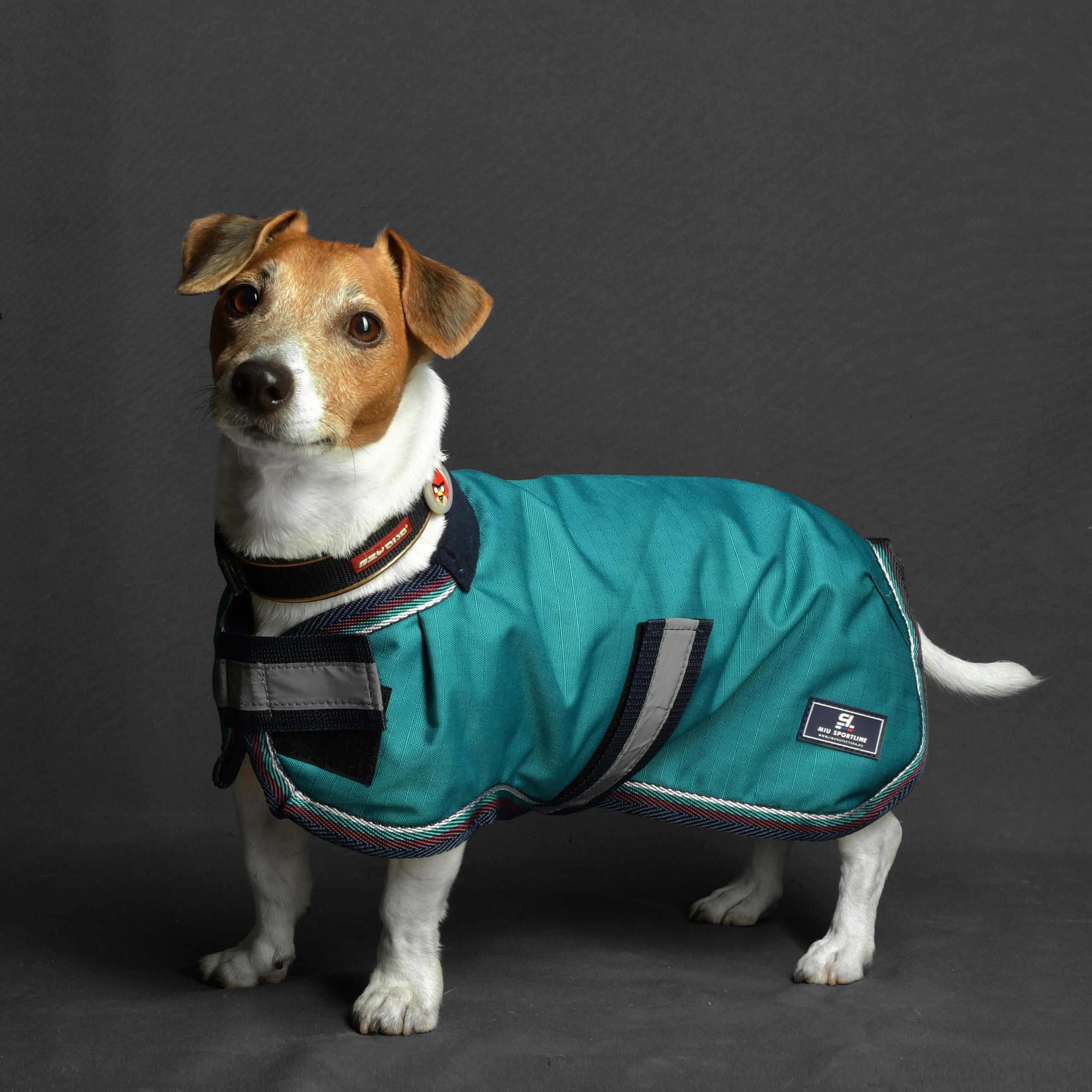 Попона для собаки на флисе бирюза