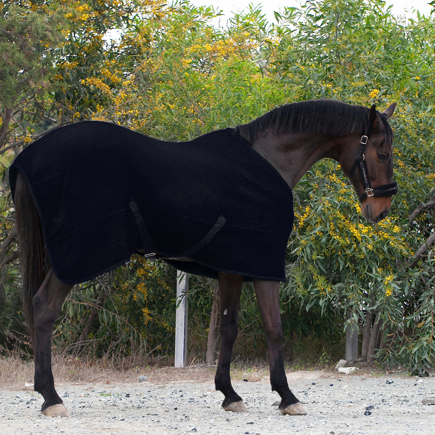 Попона вафельная MIU Equestrian Waffle Cooler чёрный