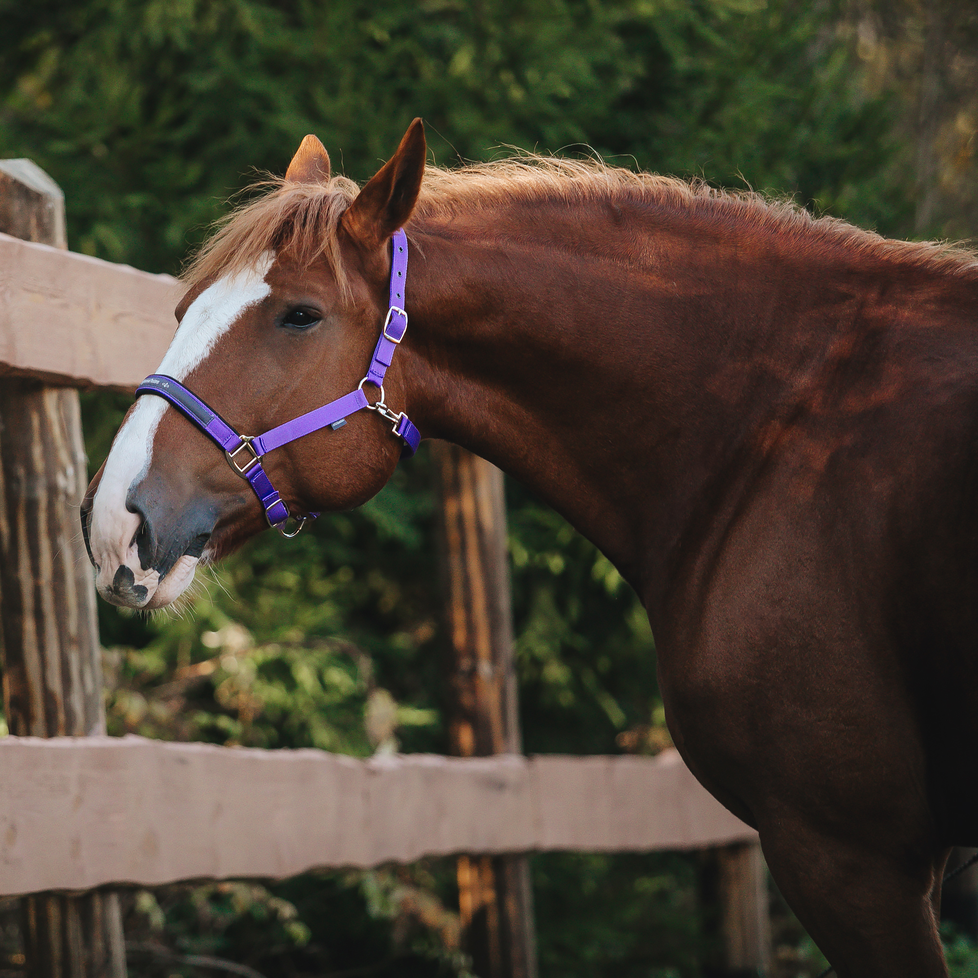 Недоуздок на неопреновых подложках MIU Equestrian Neo фиолетовый Первая Конная Мануфактура