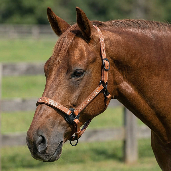 nedouzdok_kozhanyy_s_relefnym_ornamentom_valencia_svetlo_korichnevyy_pervaya_konnaya_manufaktura