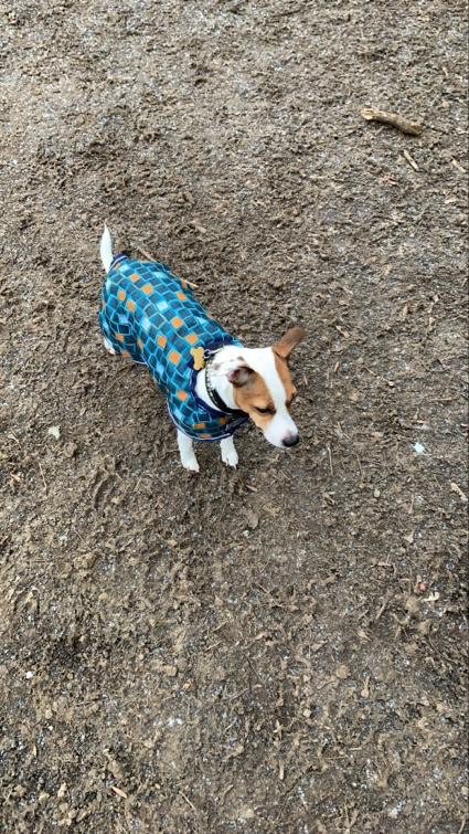 Попона для собаки на флисе tokyo city