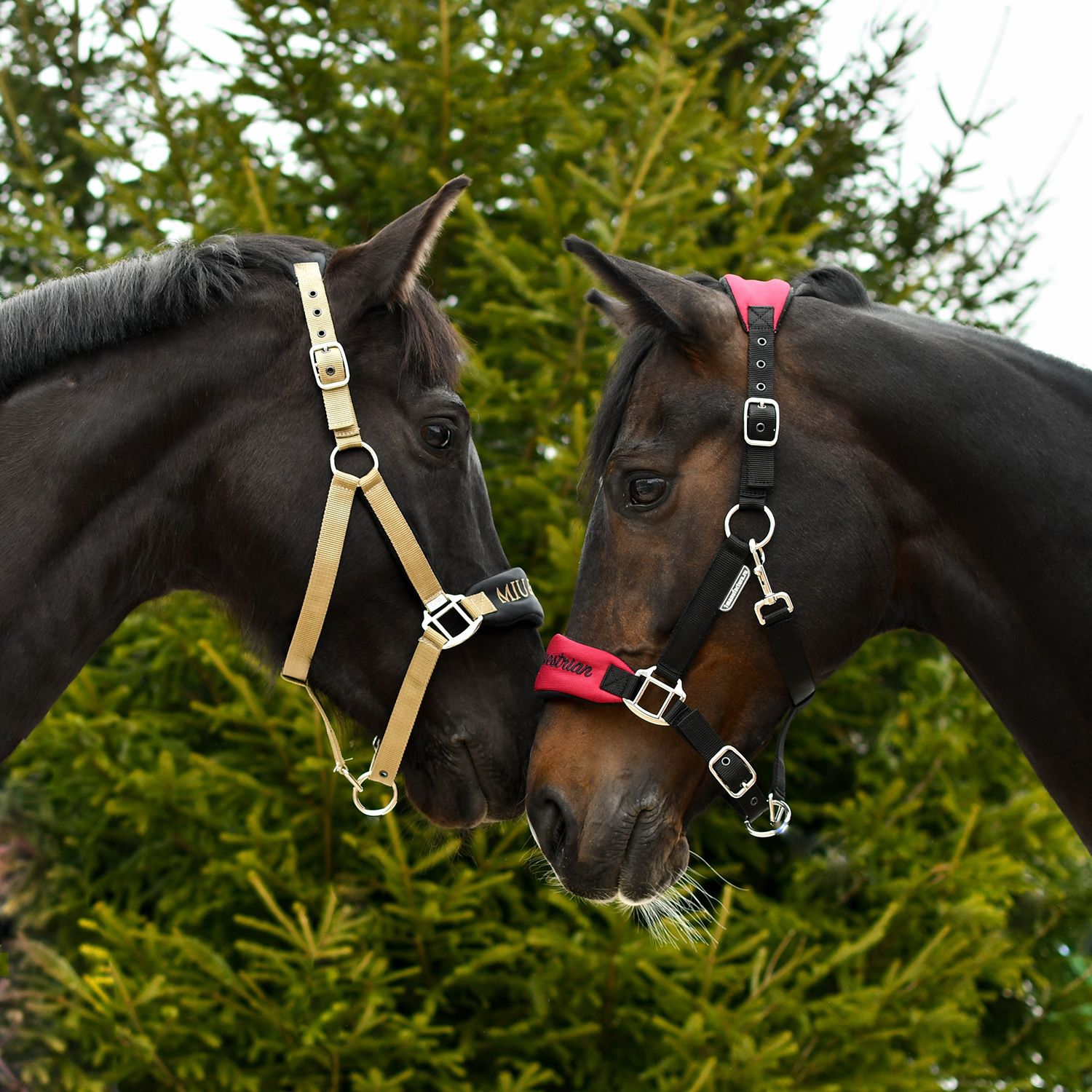 Недоуздок CARE бордо/чёрный