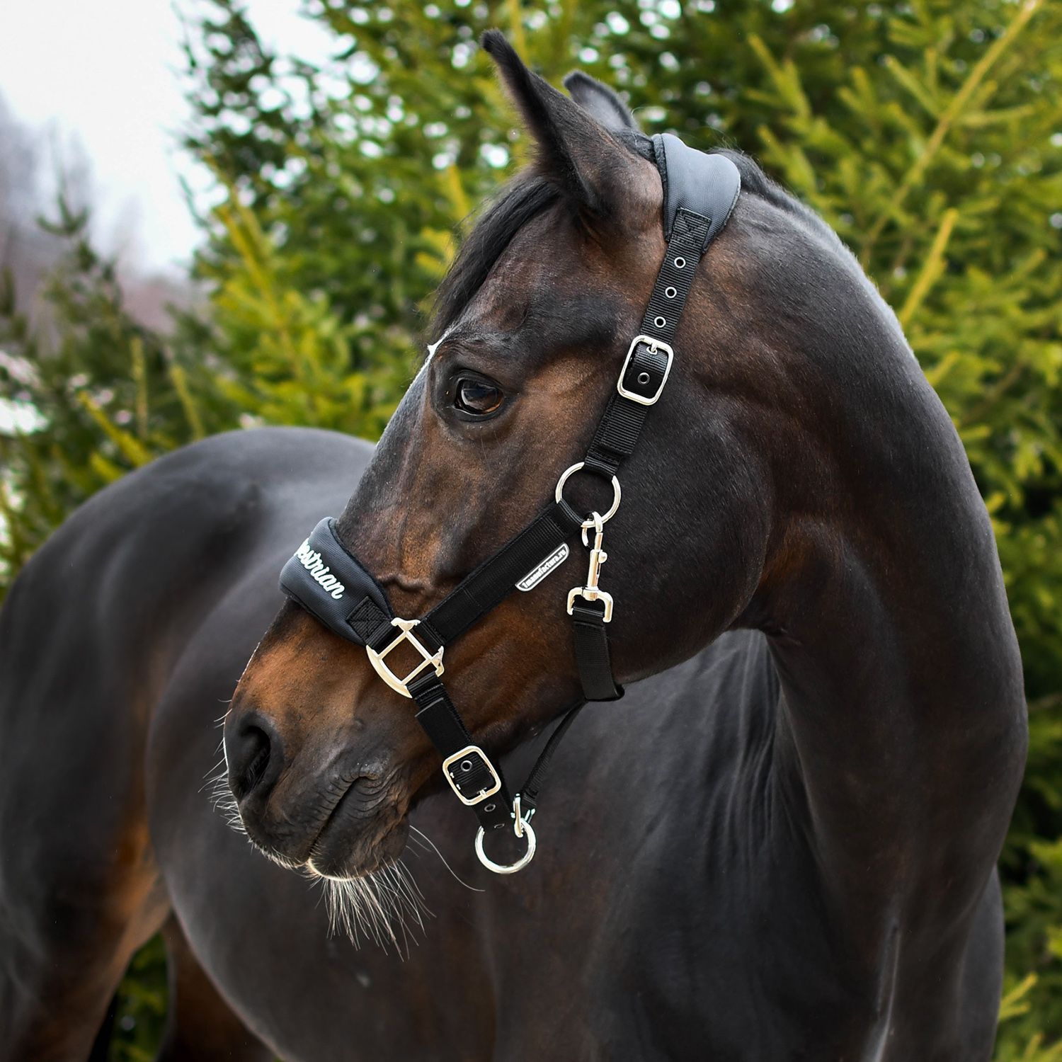 Недоуздок CARE чёрный