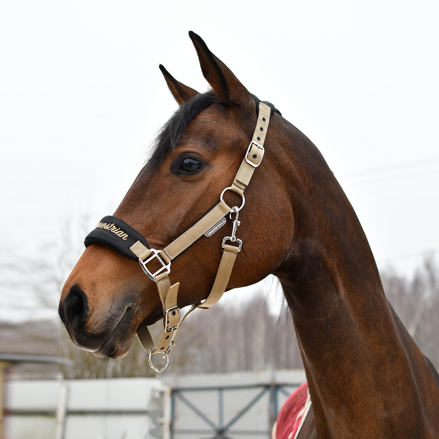 Недоуздок CARE чёрный/золото