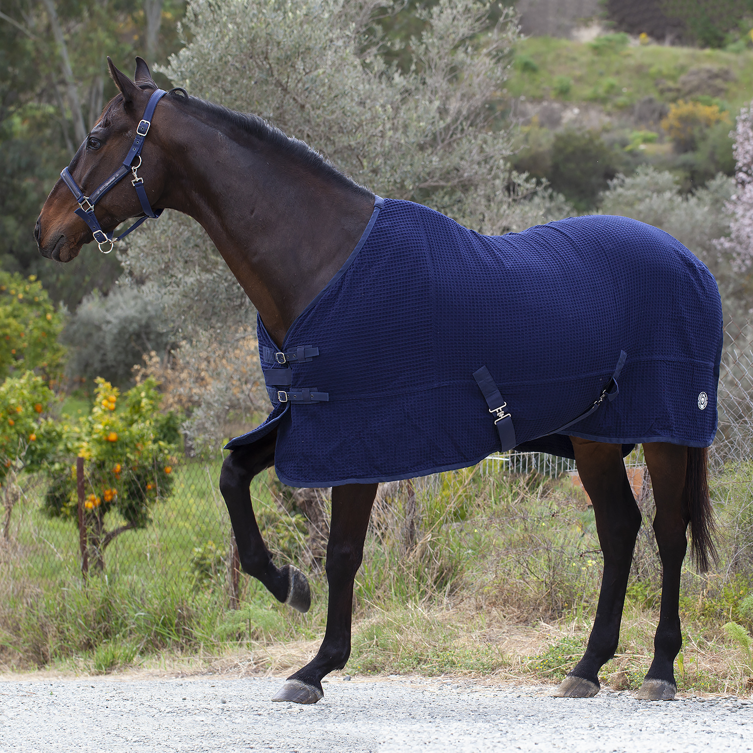 Попона вафельная MIU Equestrian Waffle Cooler синий