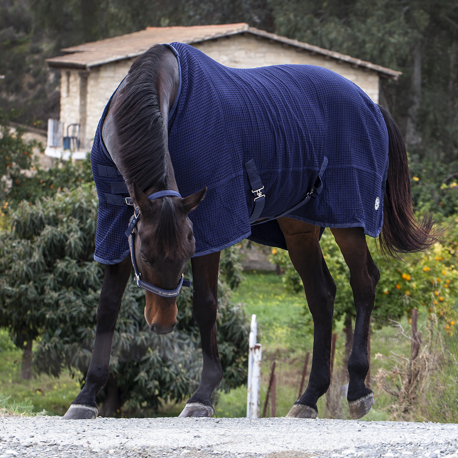 Попона вафельная MIU Equestrian Waffle Cooler синий