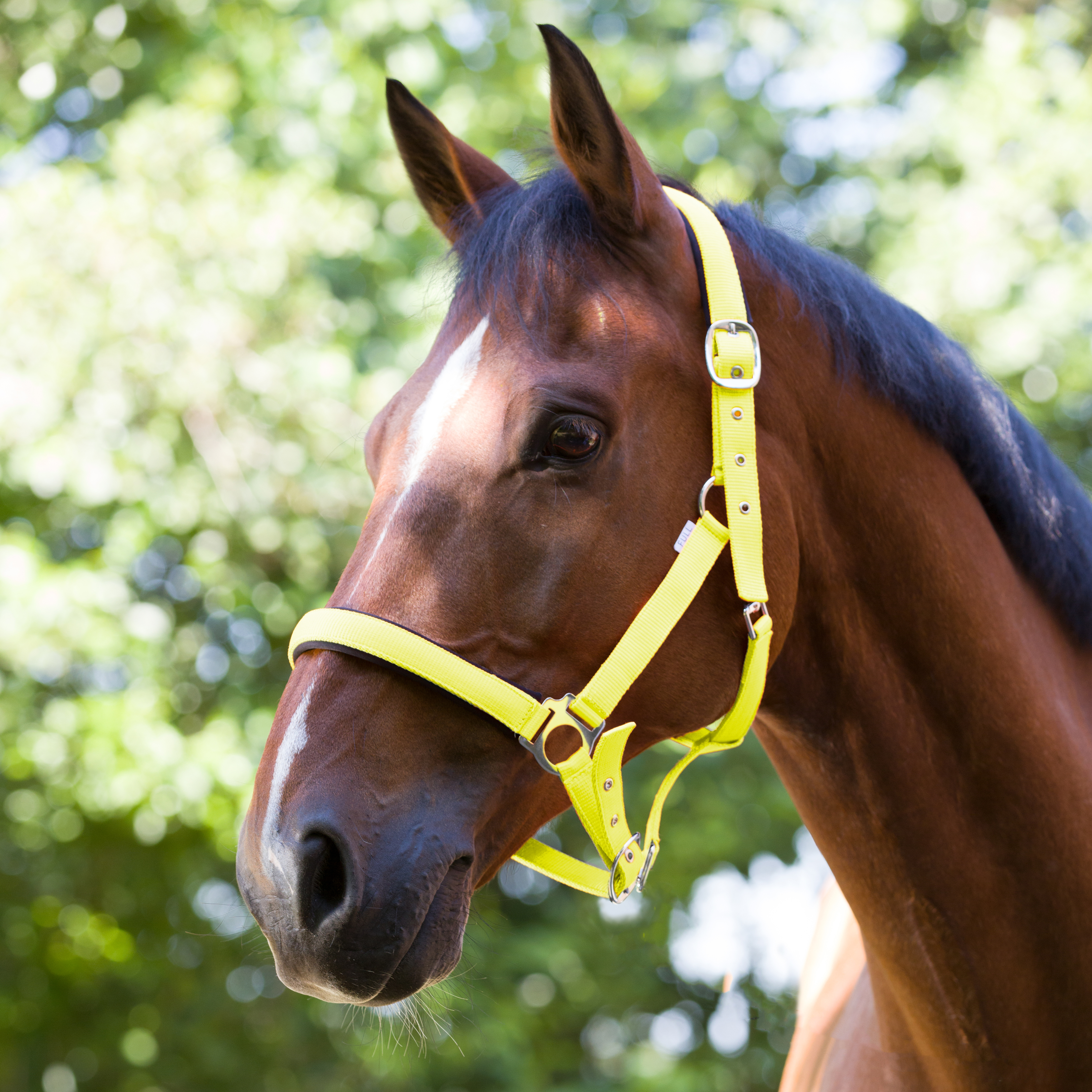 Недоуздок Fluo Linen неопреновыми подложками жёлтый