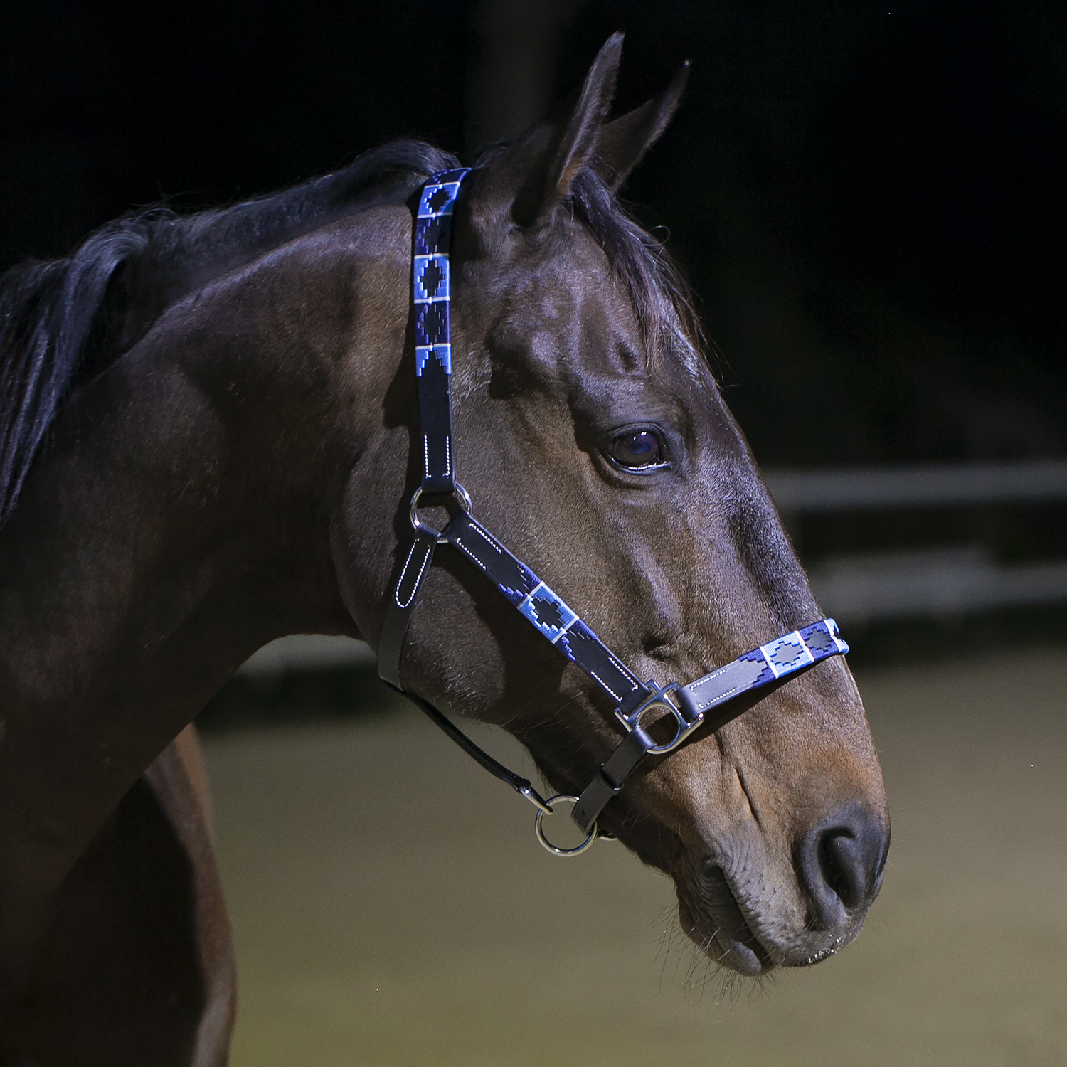 Недоуздок Polo кожаный, чёрный/голубой