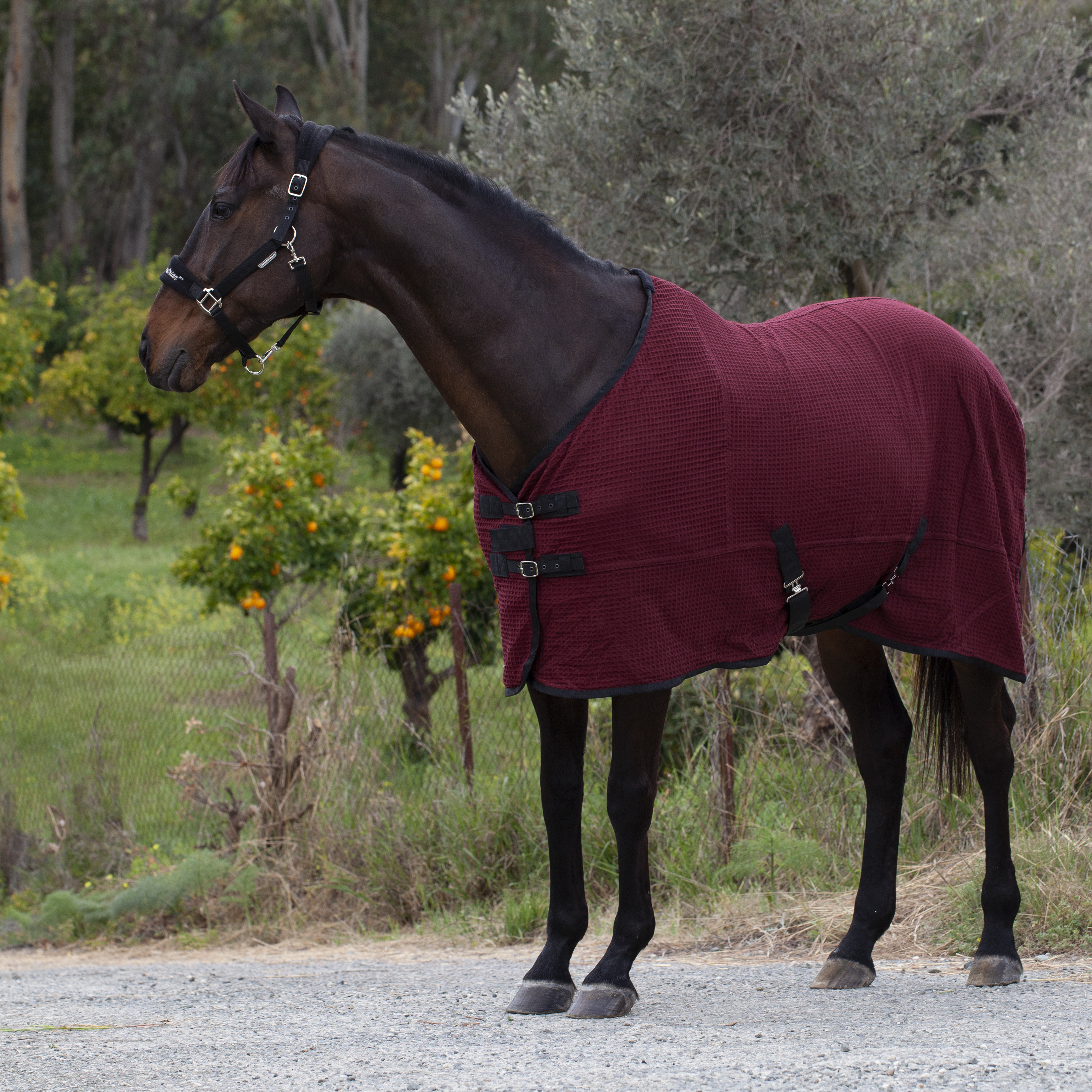 Попона вафельная MIU Equestrian Waffle Cooler бордо