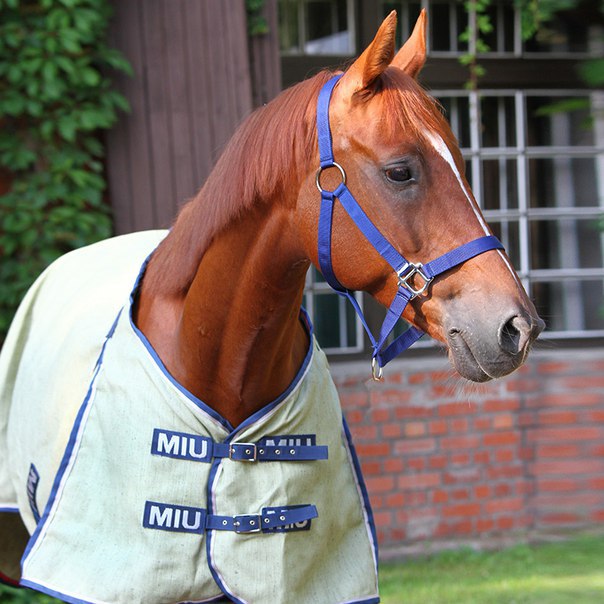 Попона джутовая NATURE