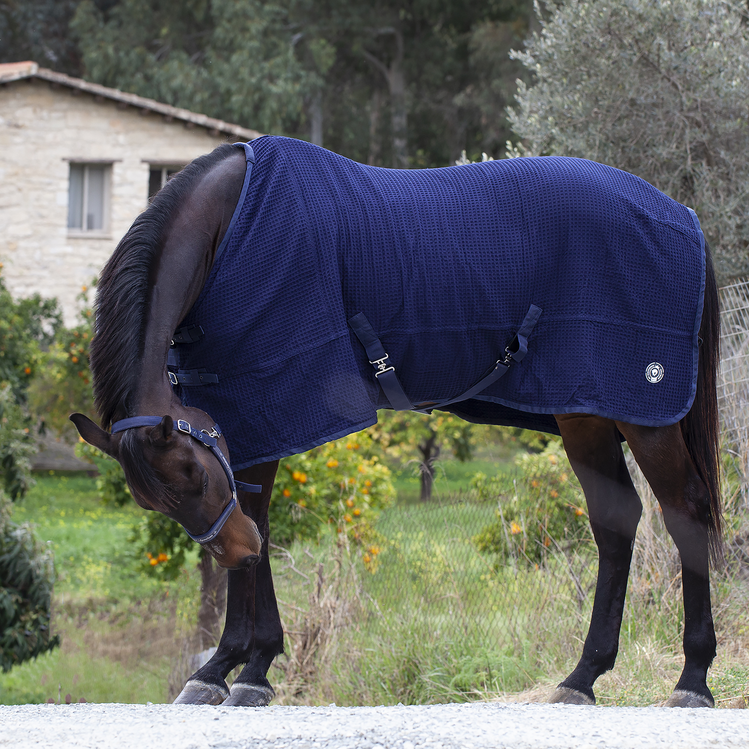 Попона вафельная MIU Equestrian Waffle Cooler синий