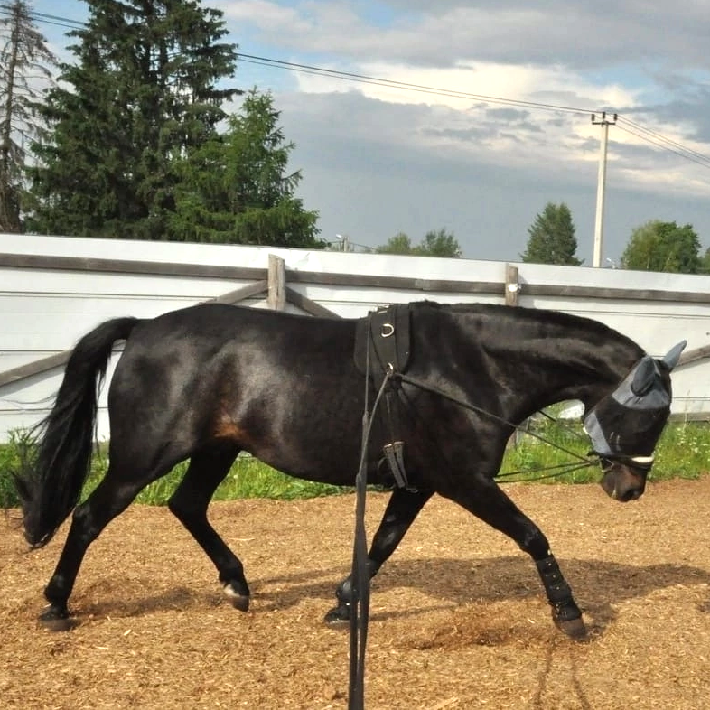 Амортизатор WITHER RELIEF PAD Zellkautschuk под гурту