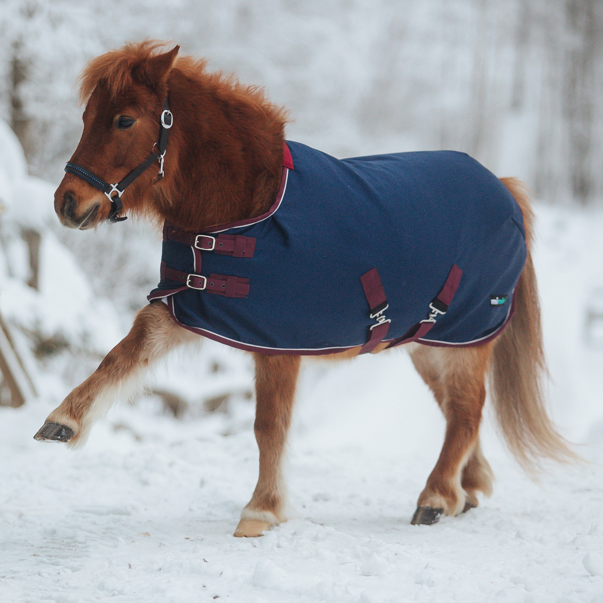 Попона денниковая на флисе mimimi minihorse Fleece-Lined, синий/бордо