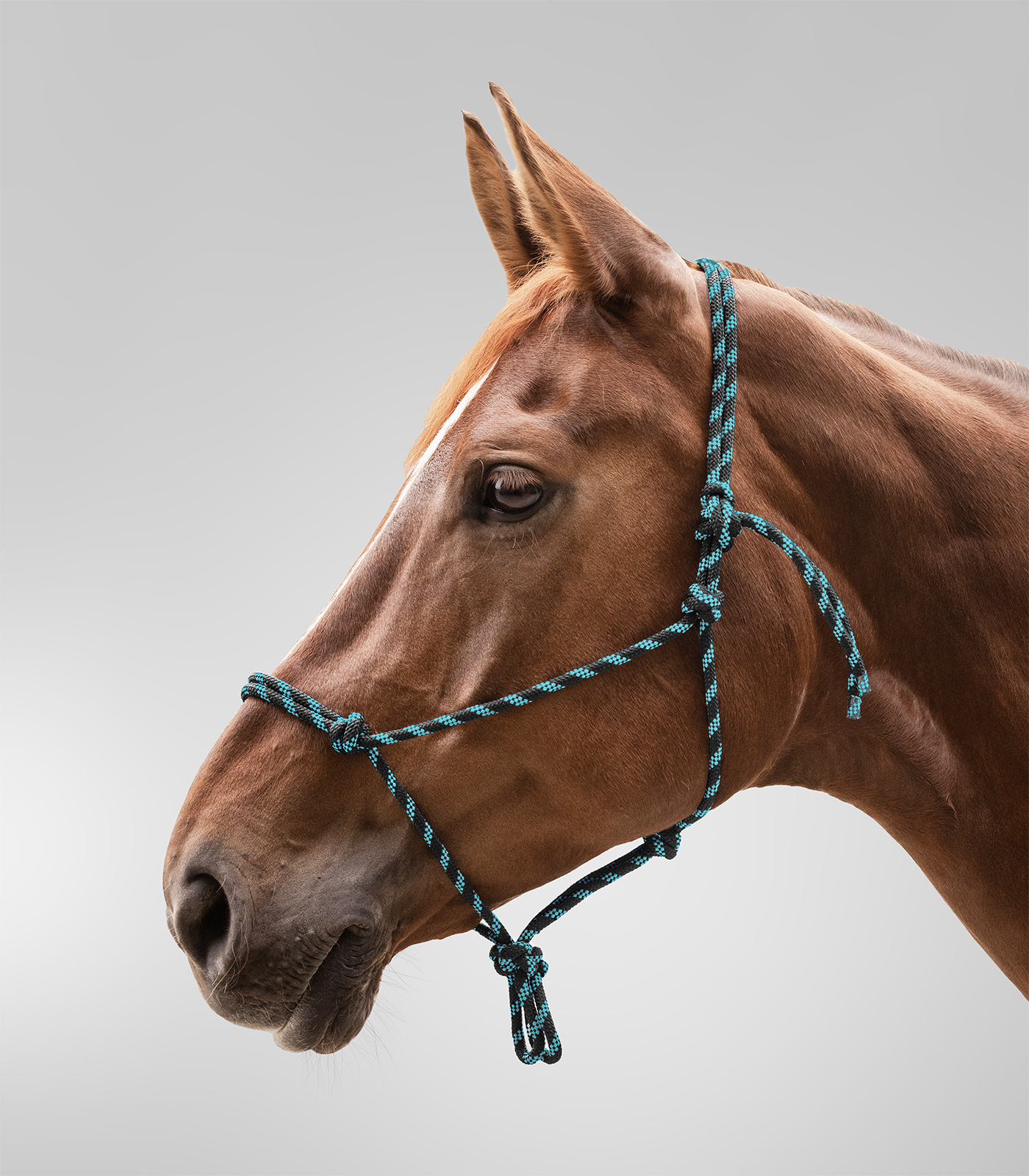 Недоуздок веревочный Knot Halter чёрный/голубой