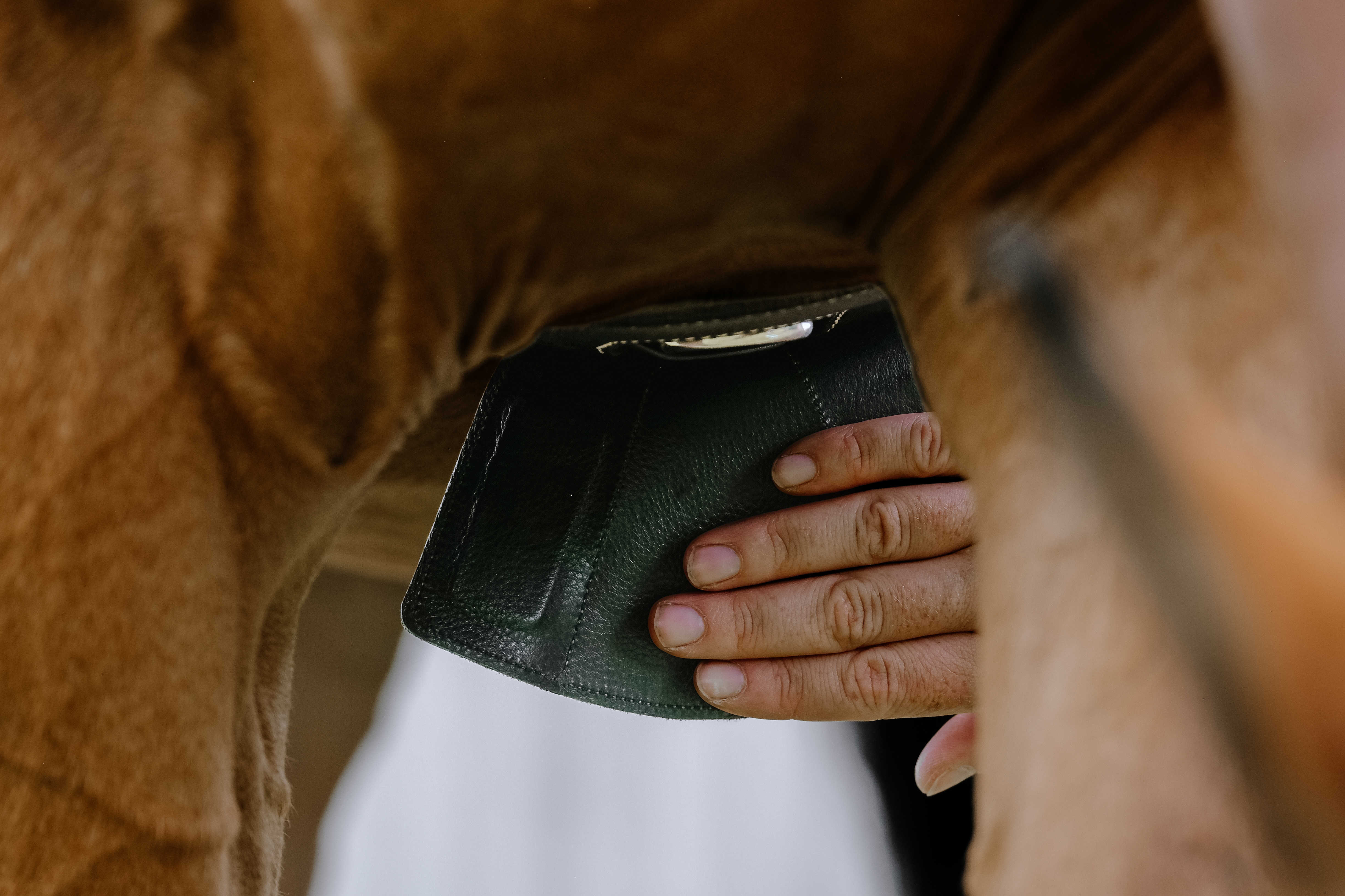 Подпруга анатомическая Magnet кожаная чёрный