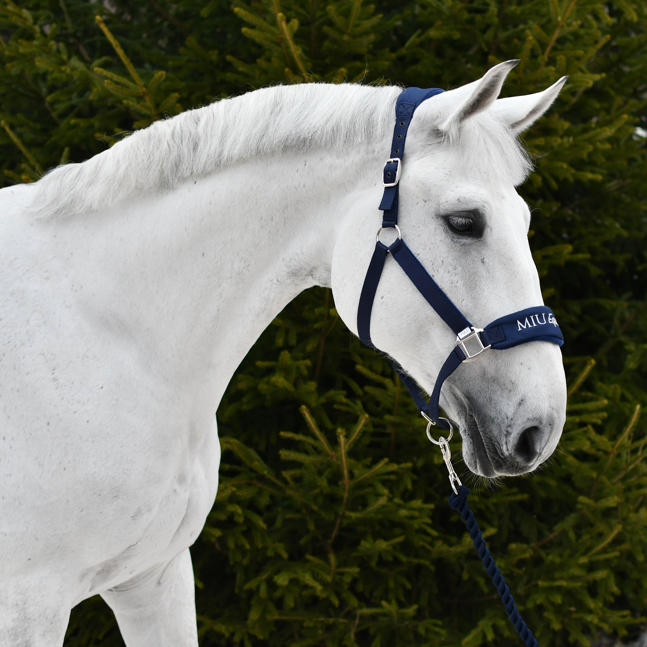 Недоуздок CARE синий