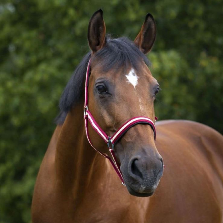 Недоуздок нейлоновый с неопреновыми подложками красный/бежевый