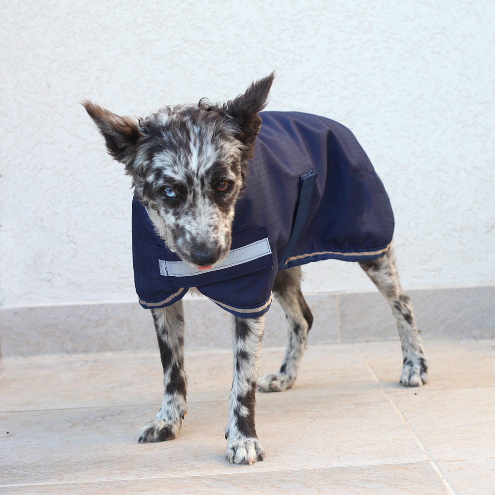 Попона для собаки на флисе синий