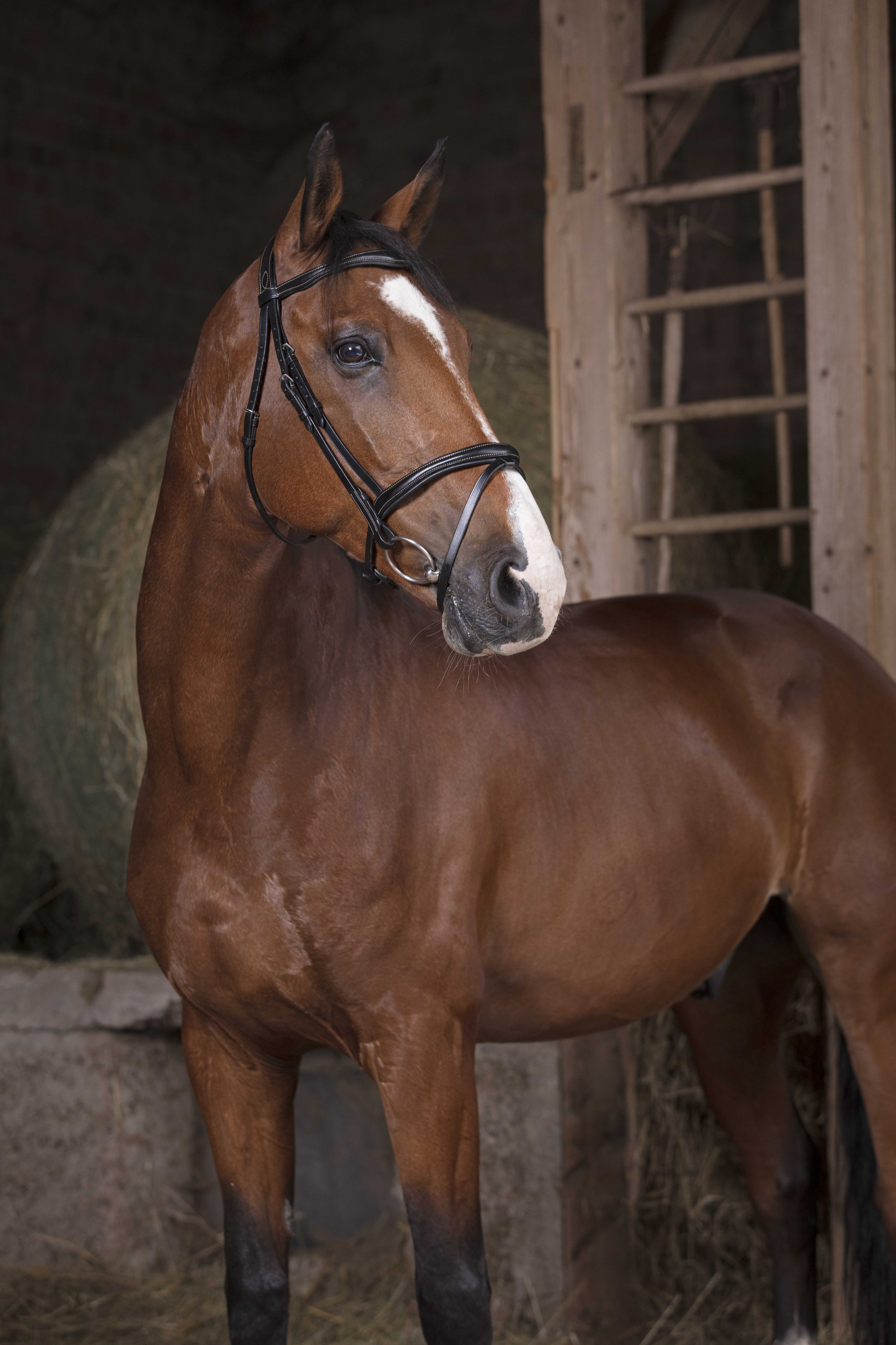 Оголовье трензельное Combinée чёрный