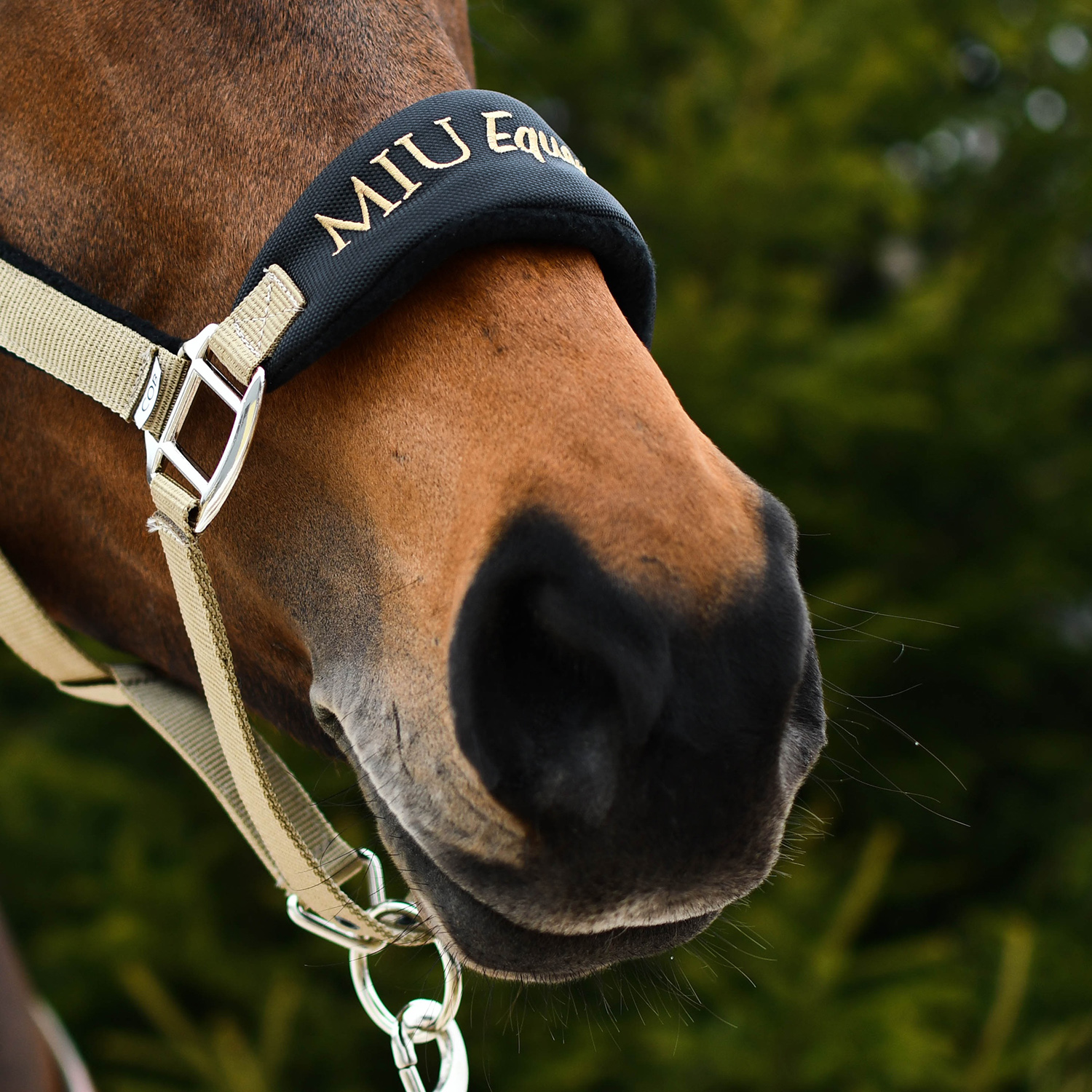 Недоуздок CARE чёрный/золото