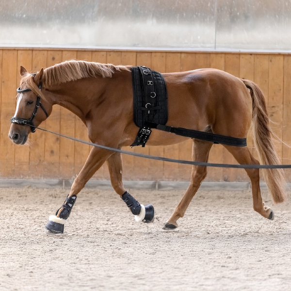 Тренинг лошади на корде