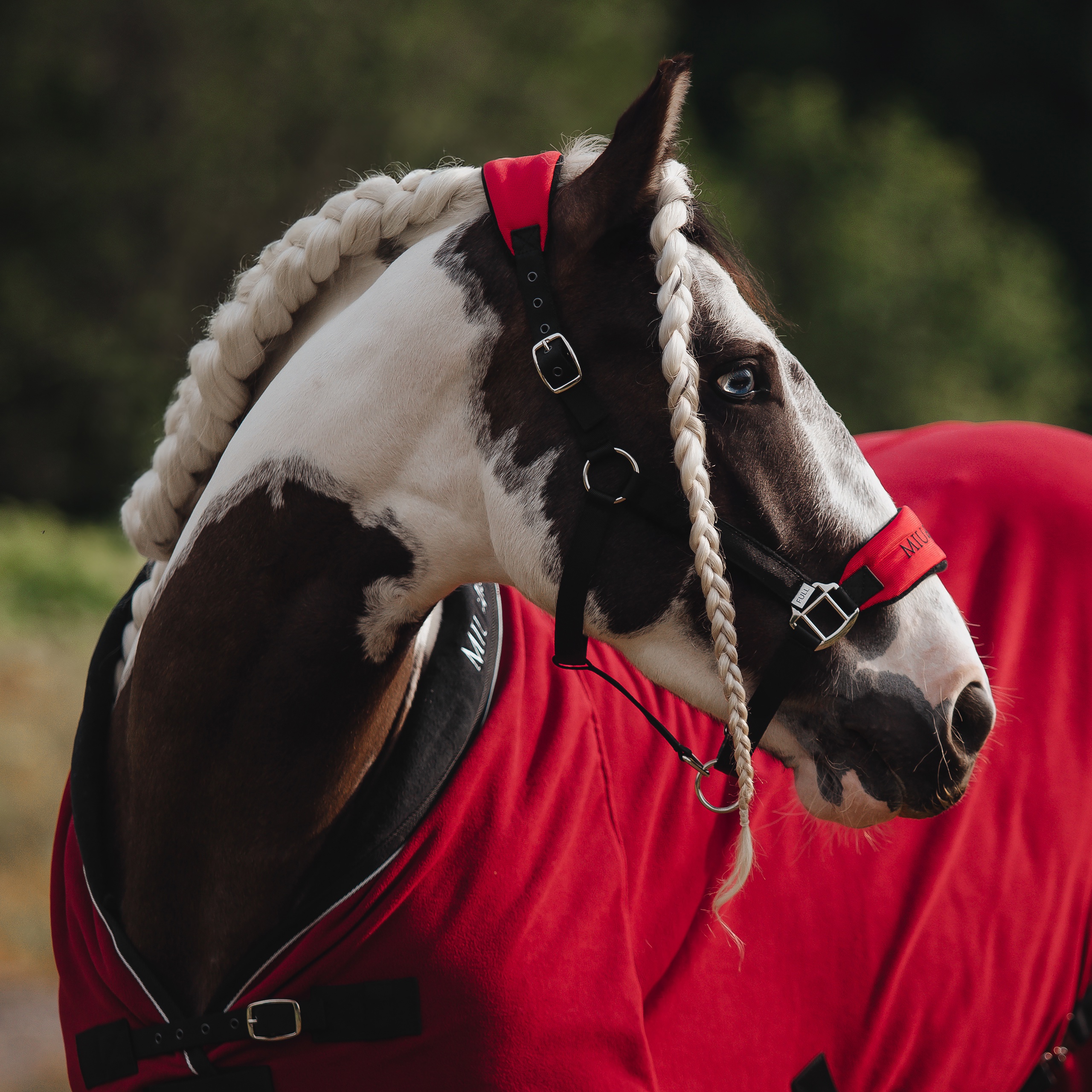 Недоуздок CARE бордо/чёрный