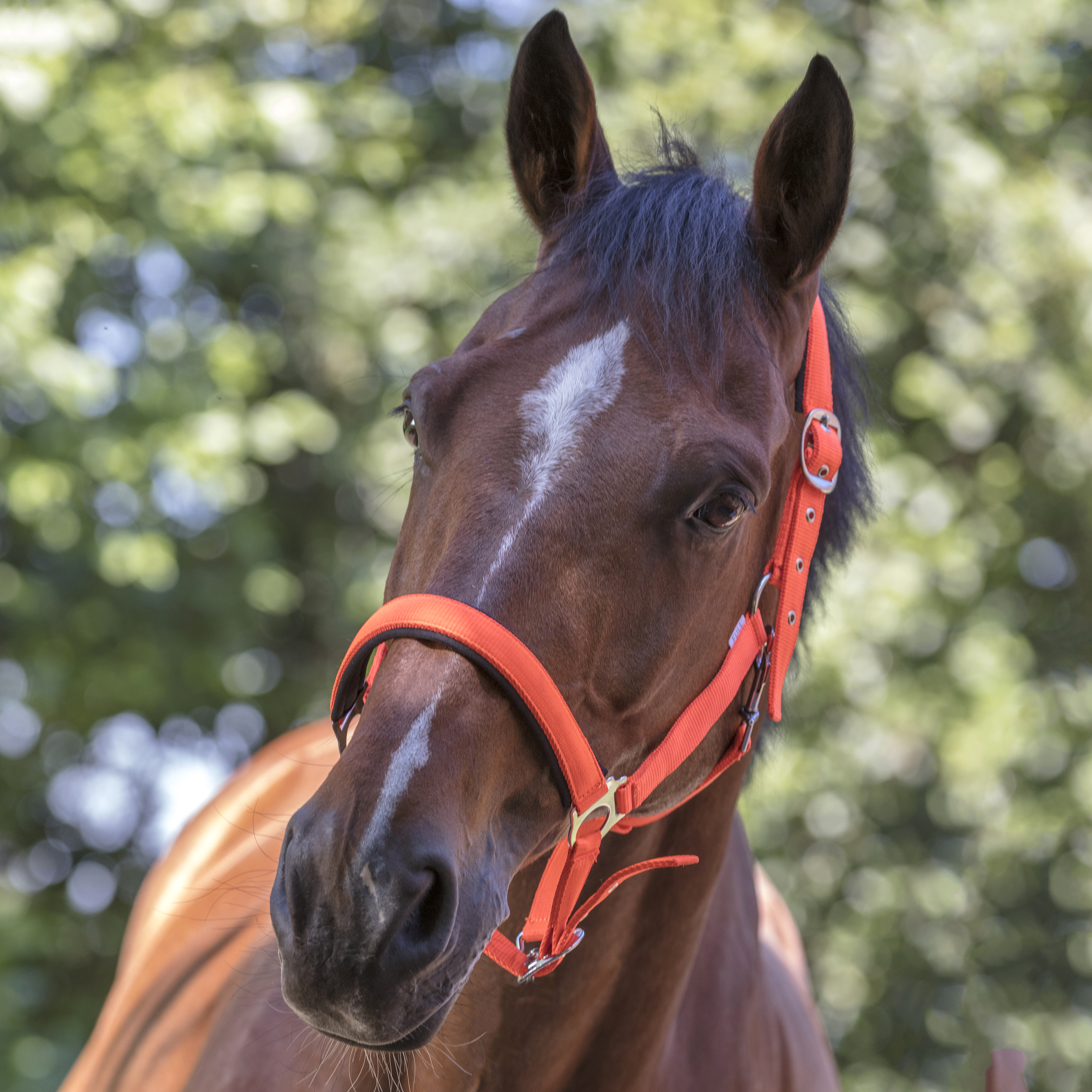 Недоуздок Fluo Linen неопреновыми подложками оранжевый