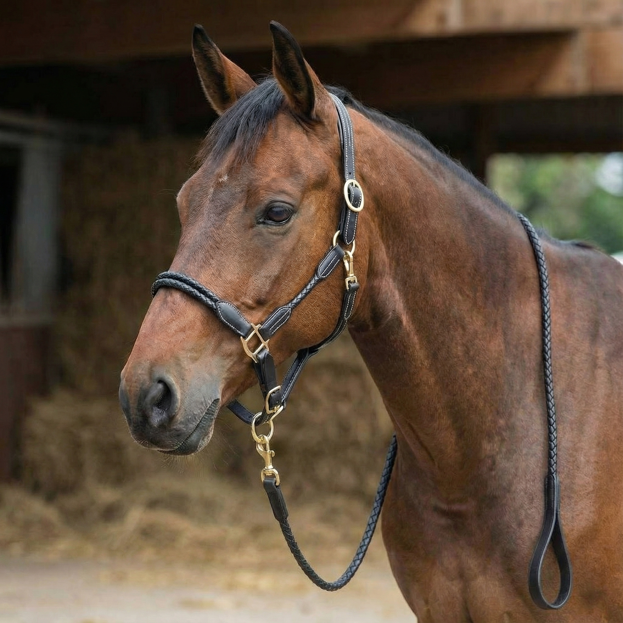 Недоуздок кожаный плетеный с чомбуром Evoke чёрный Первая Конная Мануфактура