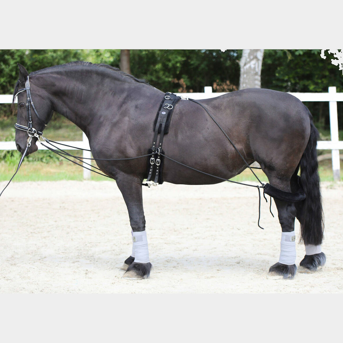 Шлея Пессоа для работы на корде