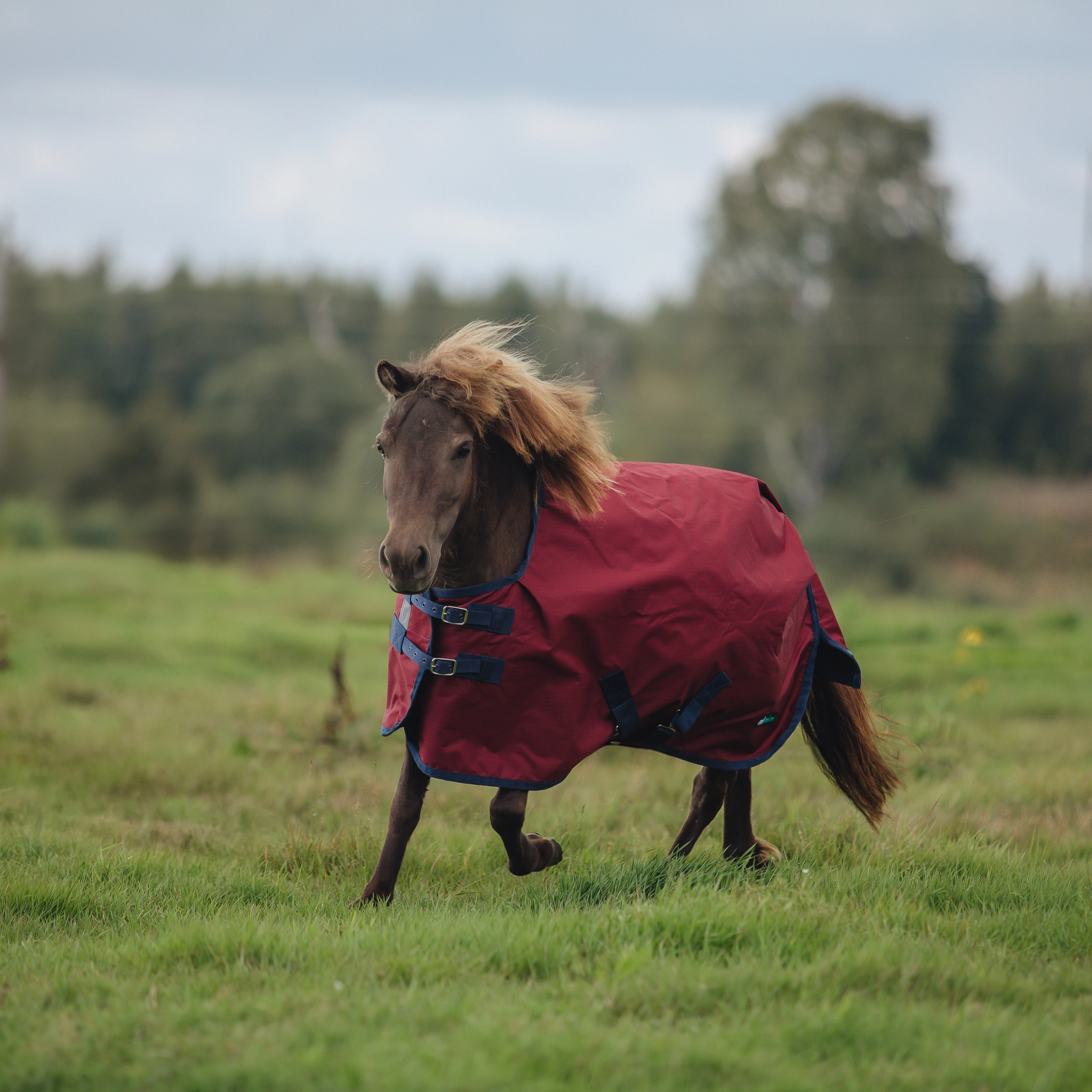 Попона дождевая на нейлоне mimimi Pony, бордовый
