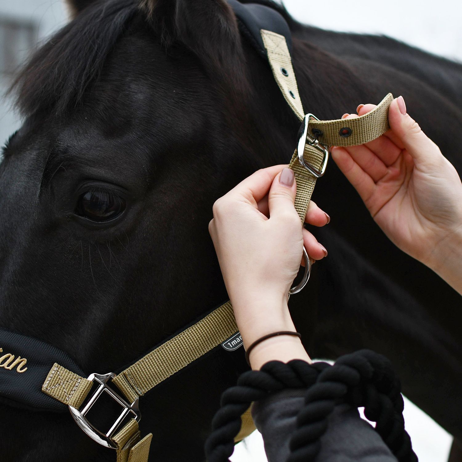 Недоуздок CARE чёрный/золото
