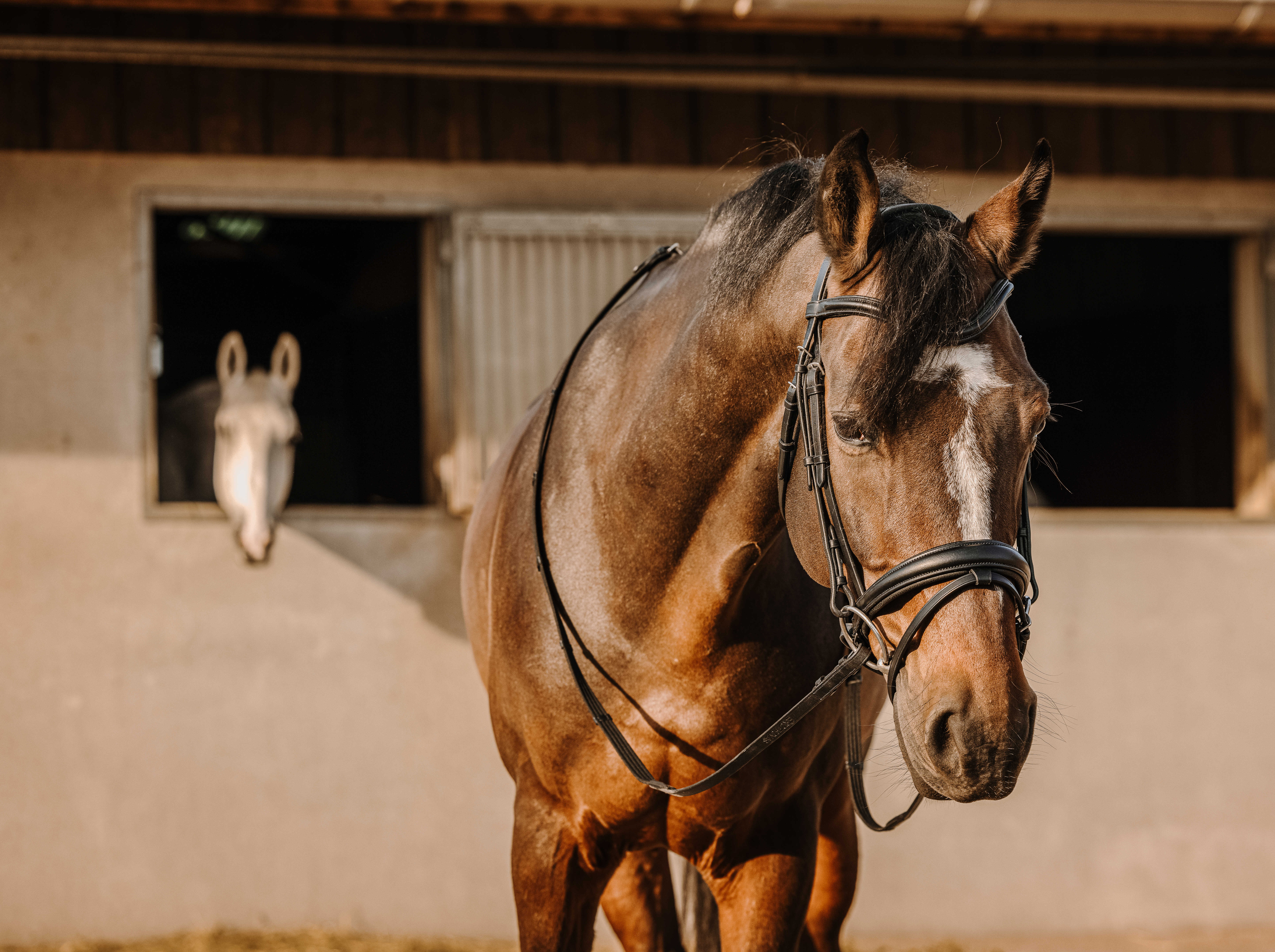 Оголовье трензельное Bat чёрный