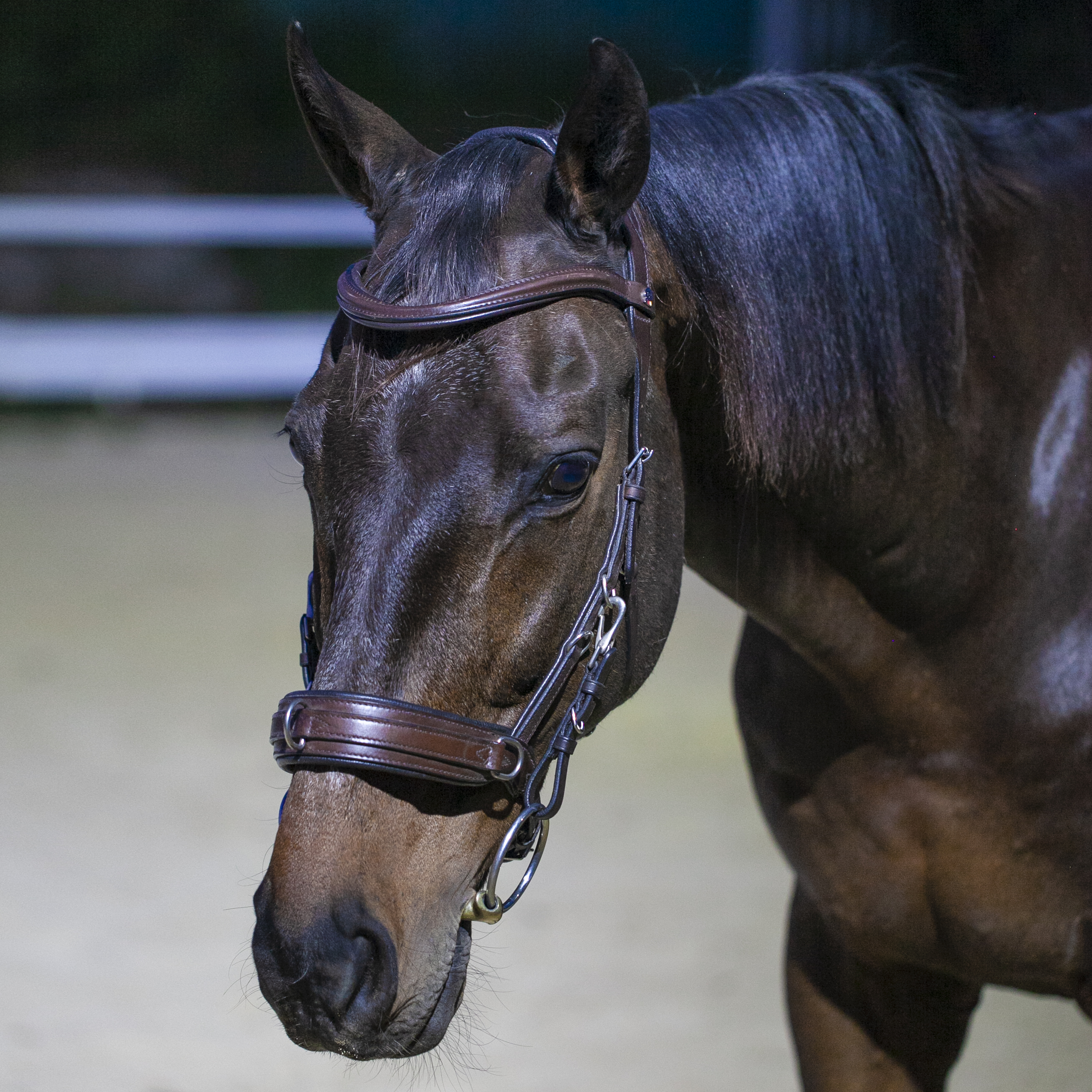 Кавессон Anatomic Cavesson чёрный