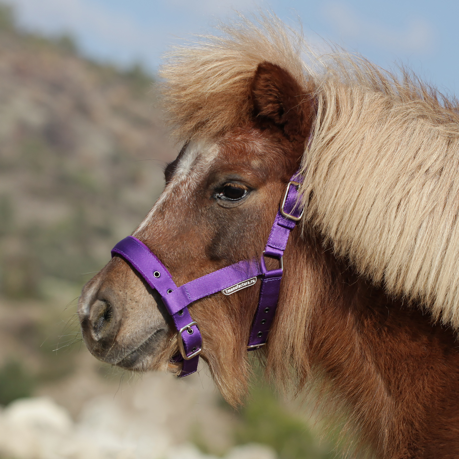 Недоуздок на пони и mini на флисе фиолетовый первая конная мануфактура