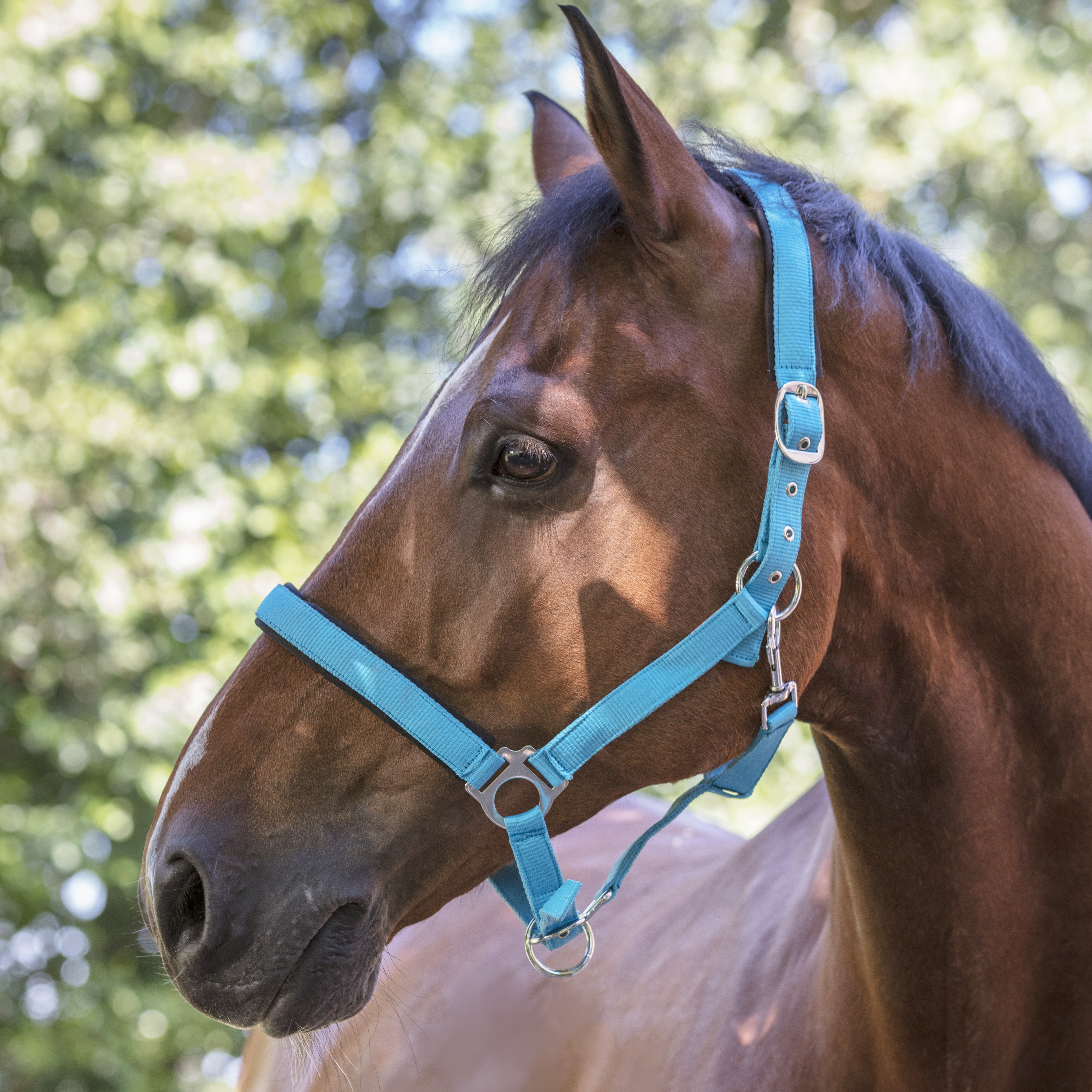 Недоуздок Fluo Linen неопреновыми подложками голубой