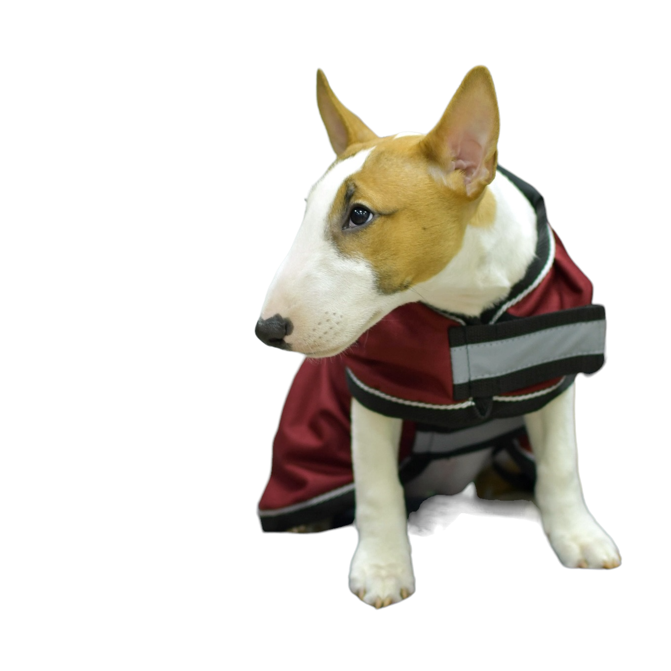 Попона для собаки на флисе бордо