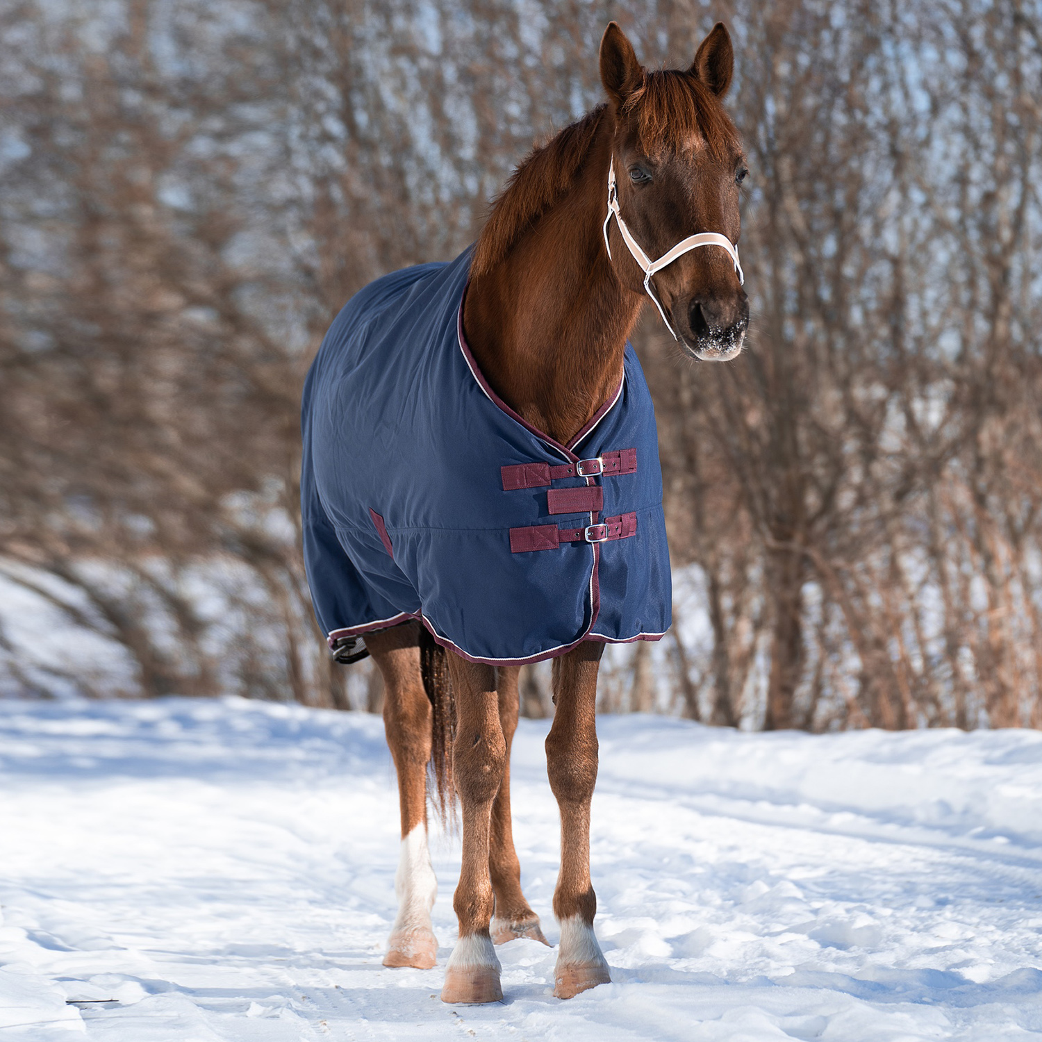 Попона денниковая FLEECE-LINED на флисе синий/бордо