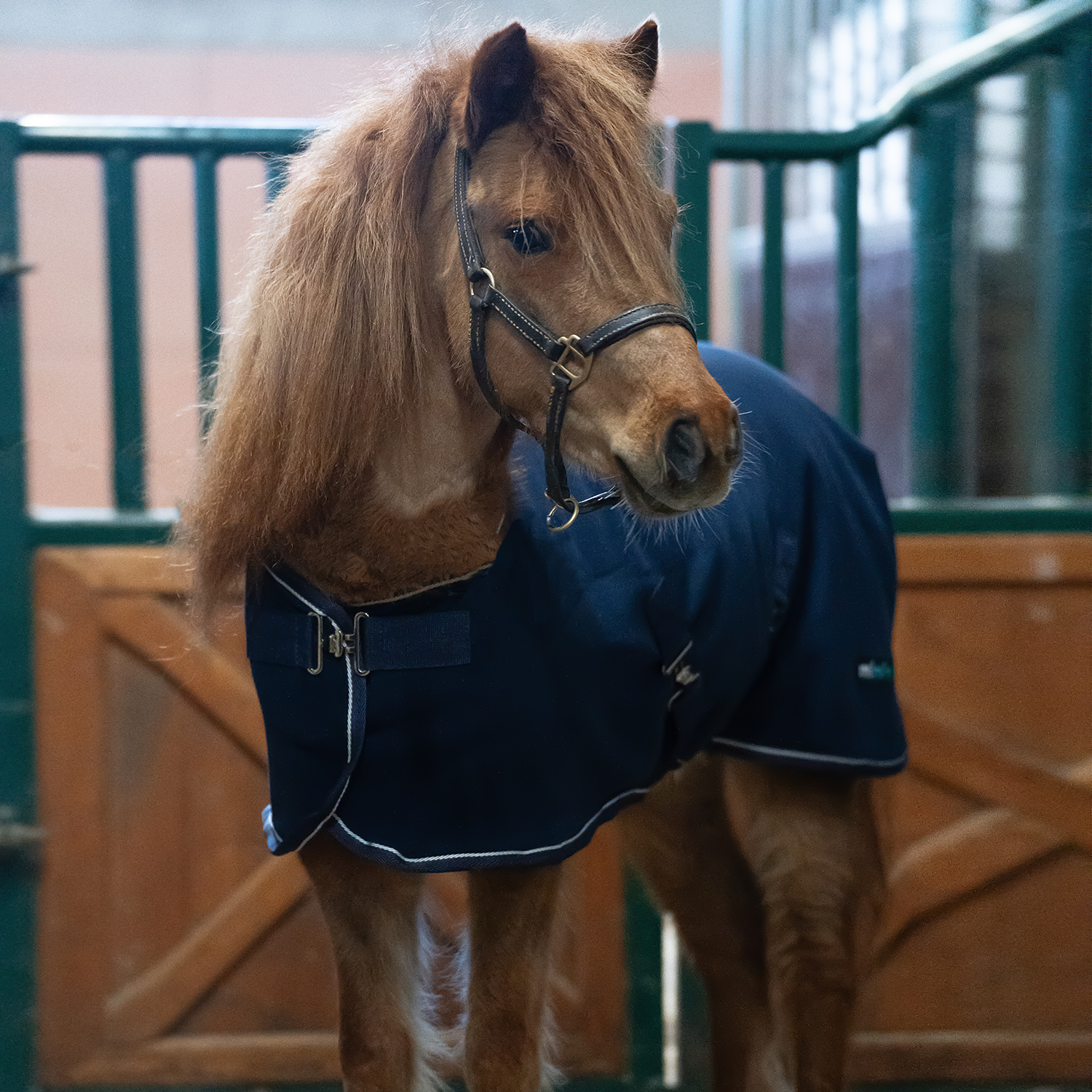 Попона флисовая Welsh Fleece тёмно-синий первая конная мануфактура