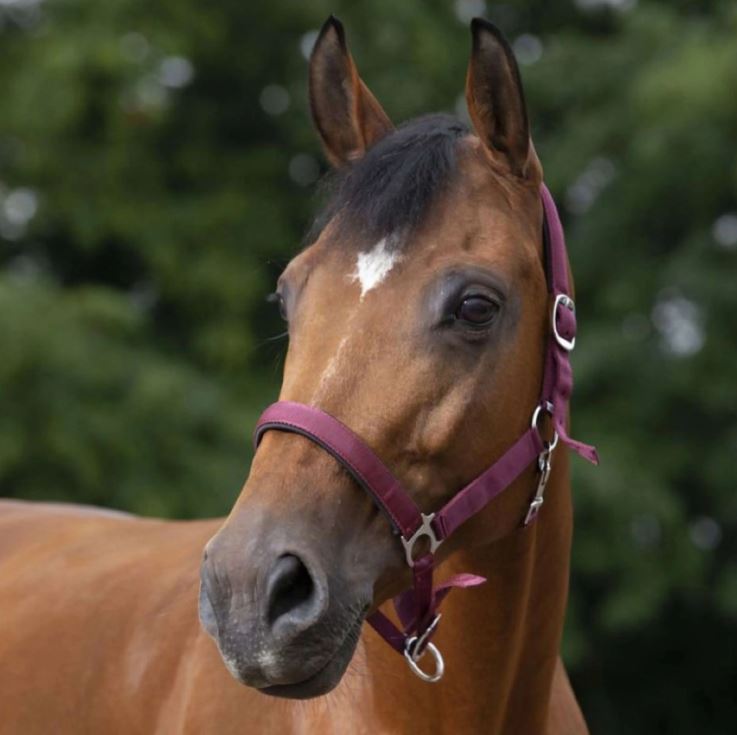 Недоуздок нейлоновый с неопреновыми подложками бордо