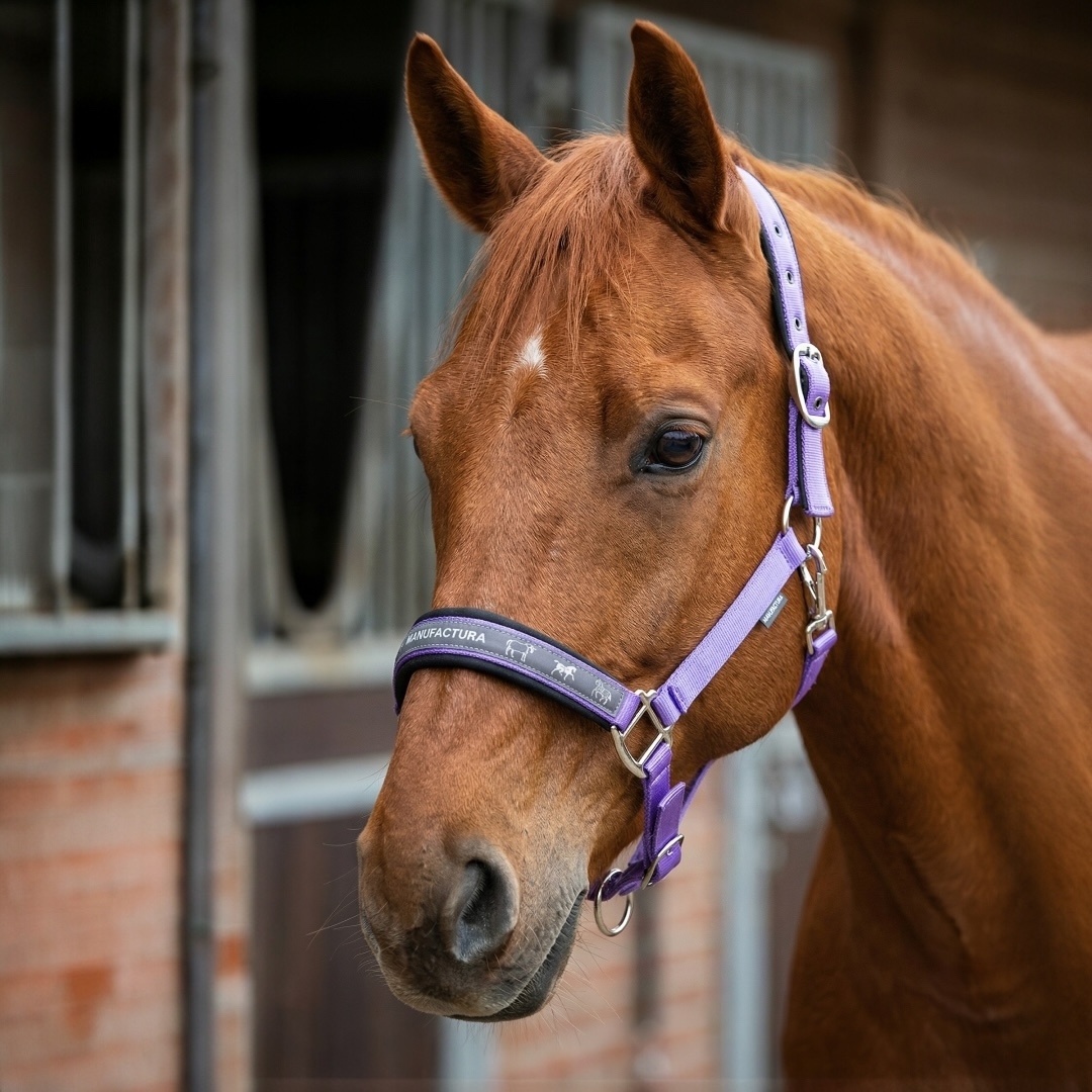 Недоуздок на неопреновых подложках MIU Equestrian Neo 2.0 фиолетовый Первая Конная Мануфактура