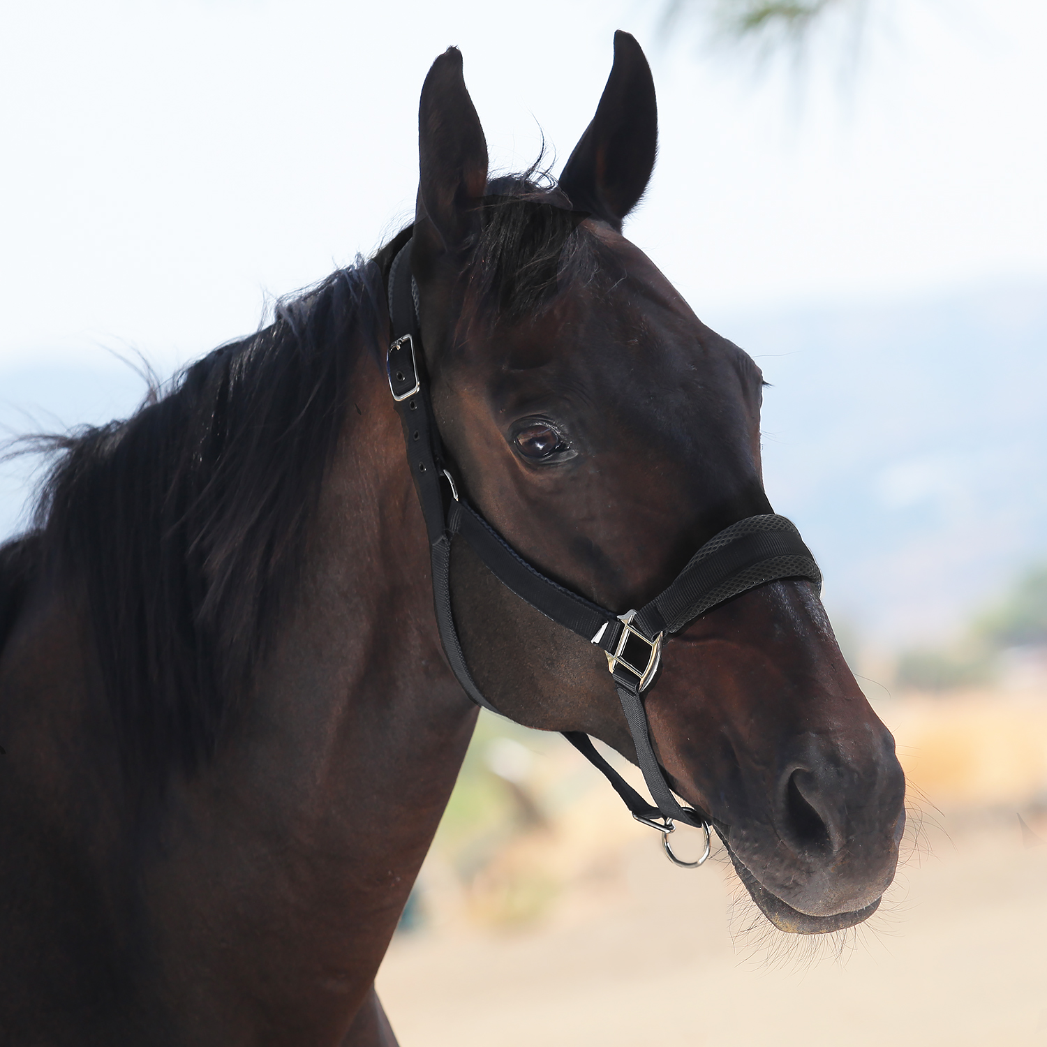 Недоуздок AIR MAX чёрный